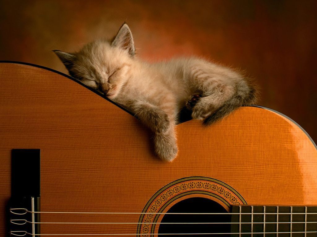 Funny Cat Wallpaper (JPEG Image, 1024x768 Pixels) (82%). Sleeping Kitten, Funny Cat Wallpaper, Kittens Cutest