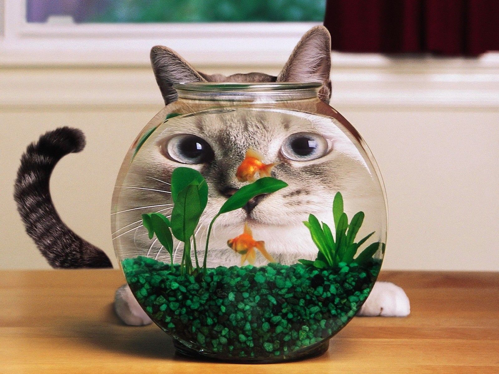 Funny Cat And Fish Wallpaper in Animals PicsPaper.com. Funny cat wallpaper, Cute funny animals, Funny cat photo