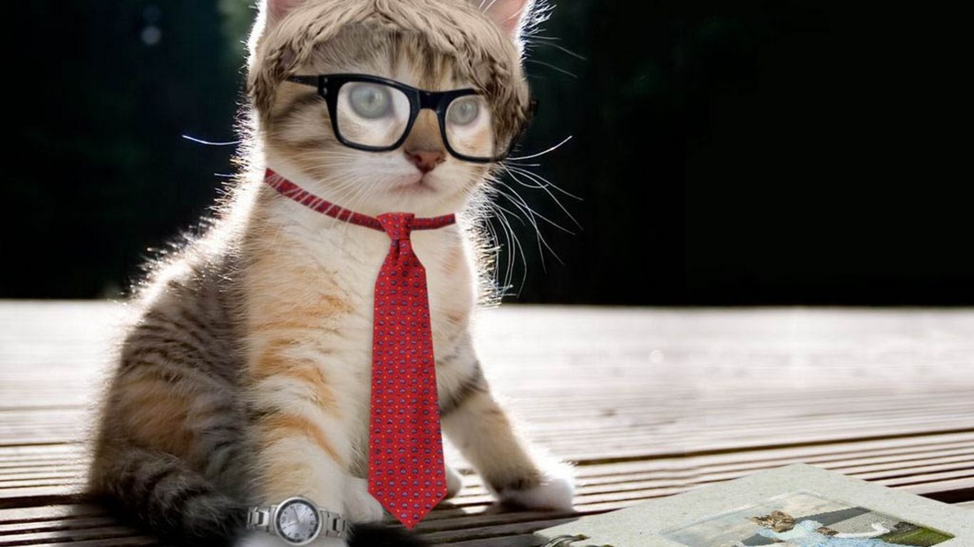 Cat Funny Wallpapers Wallpaper Cave