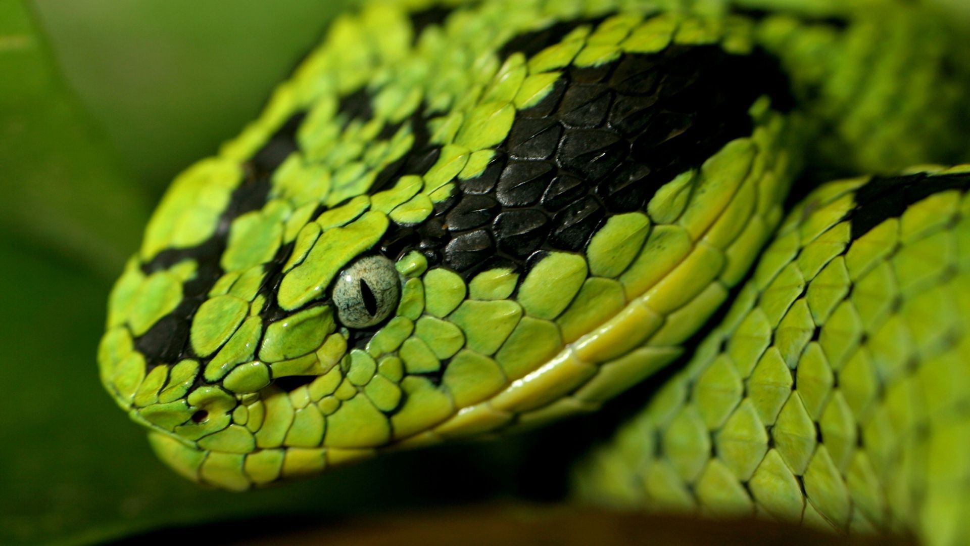 Slithering Snakes. Snake wallpaper, Snake, Green snake