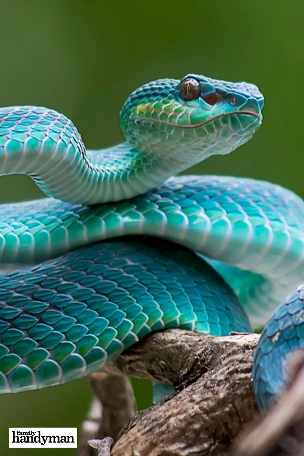 How to Avoid Snakes Slithering Up Your Toilet. Snake, Beautiful snakes, Animals