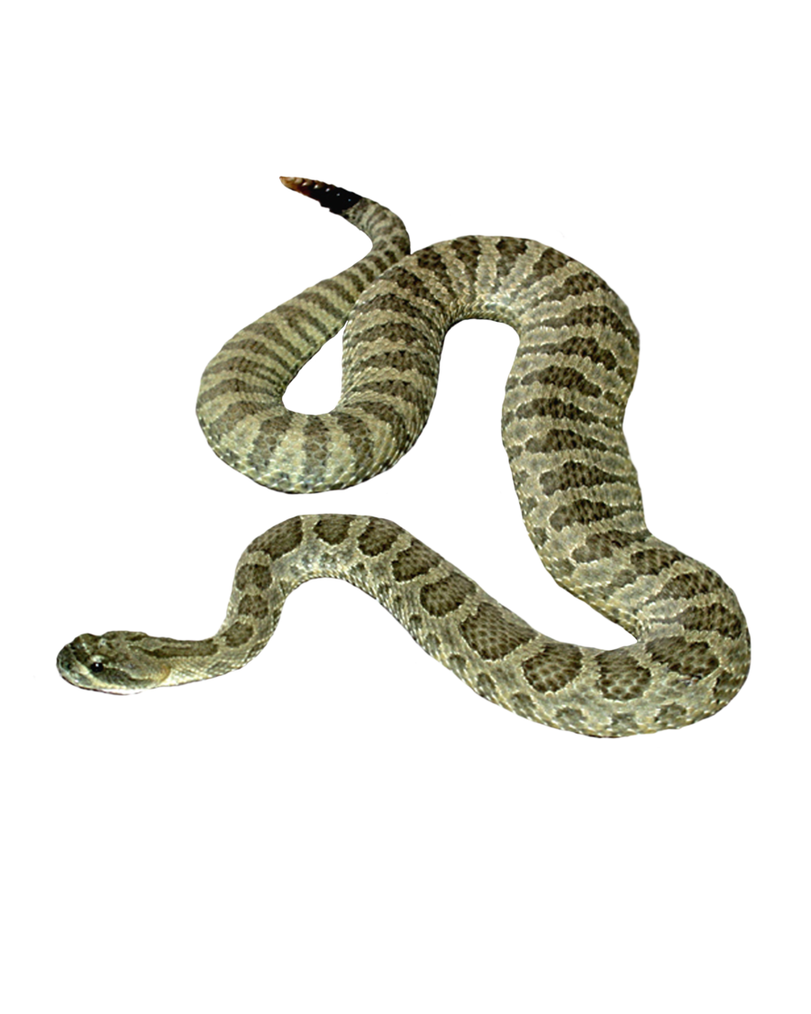 Slithering Snake Png & Free Slithering Snake.png Transparent Image