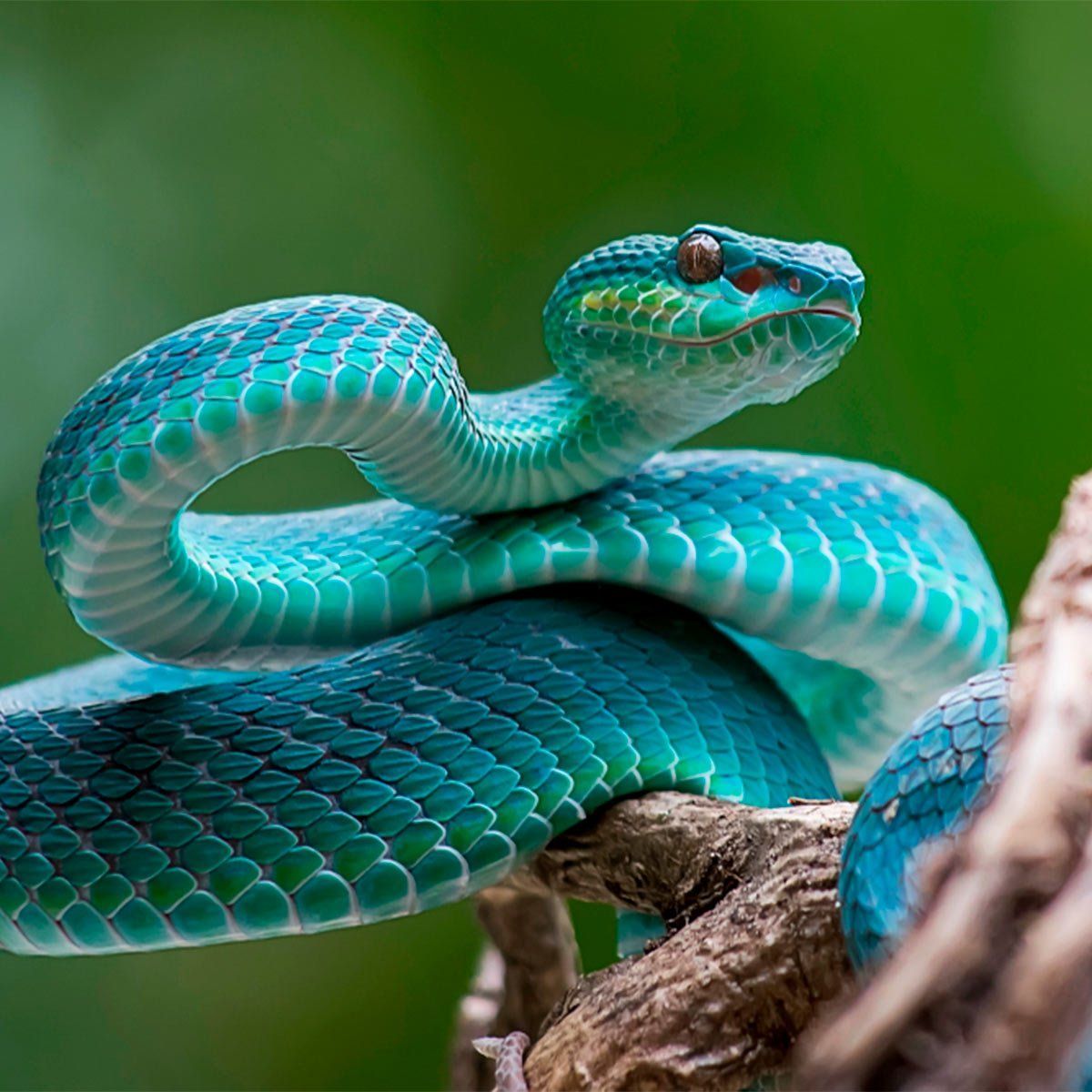 How to Avoid Snakes Slithering Up Your Toilet. Snake, Beautiful snakes, Spirit animal