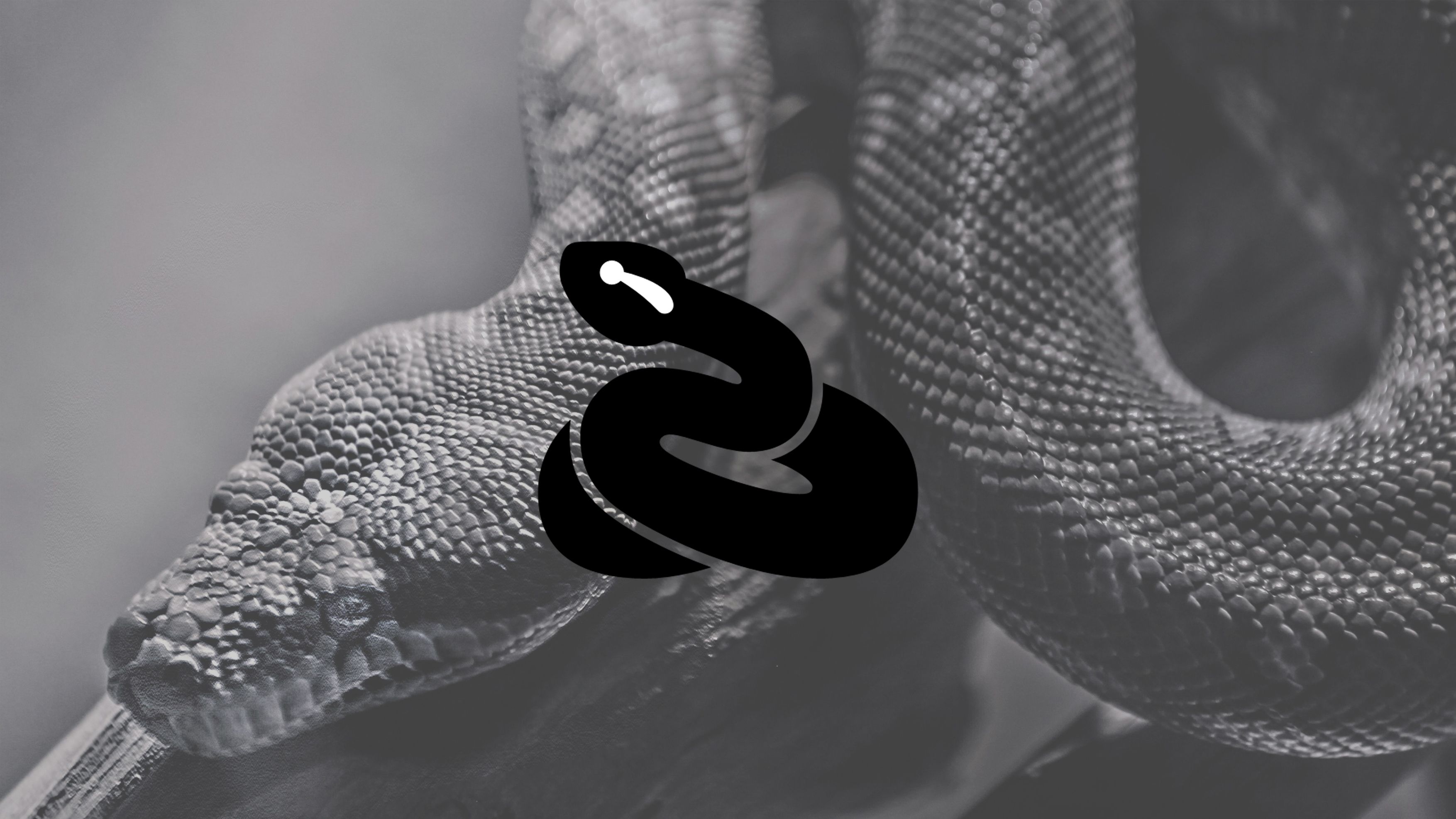 Anaconda Snake Icon. Drawing s, Shirt print design, Anaconda