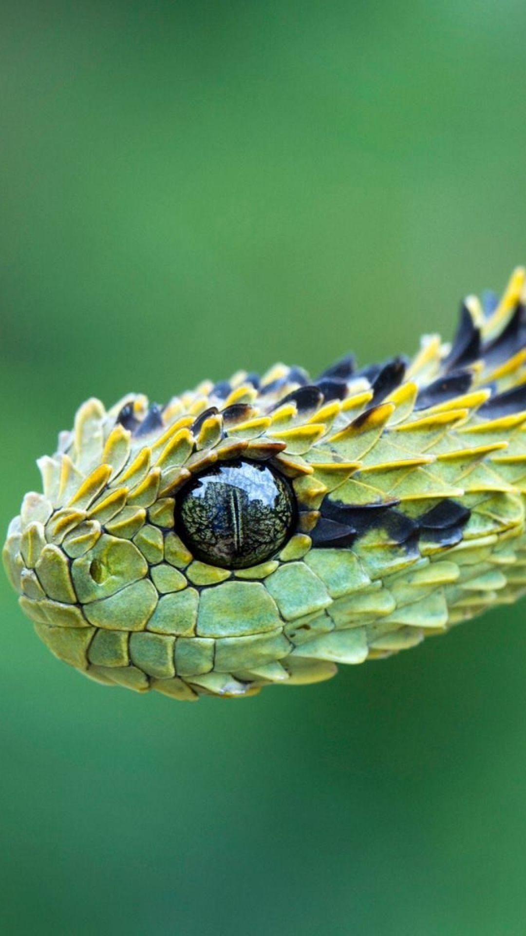 This snake has a dragon look. Snake, Snake scales, Reptiles and amphibians