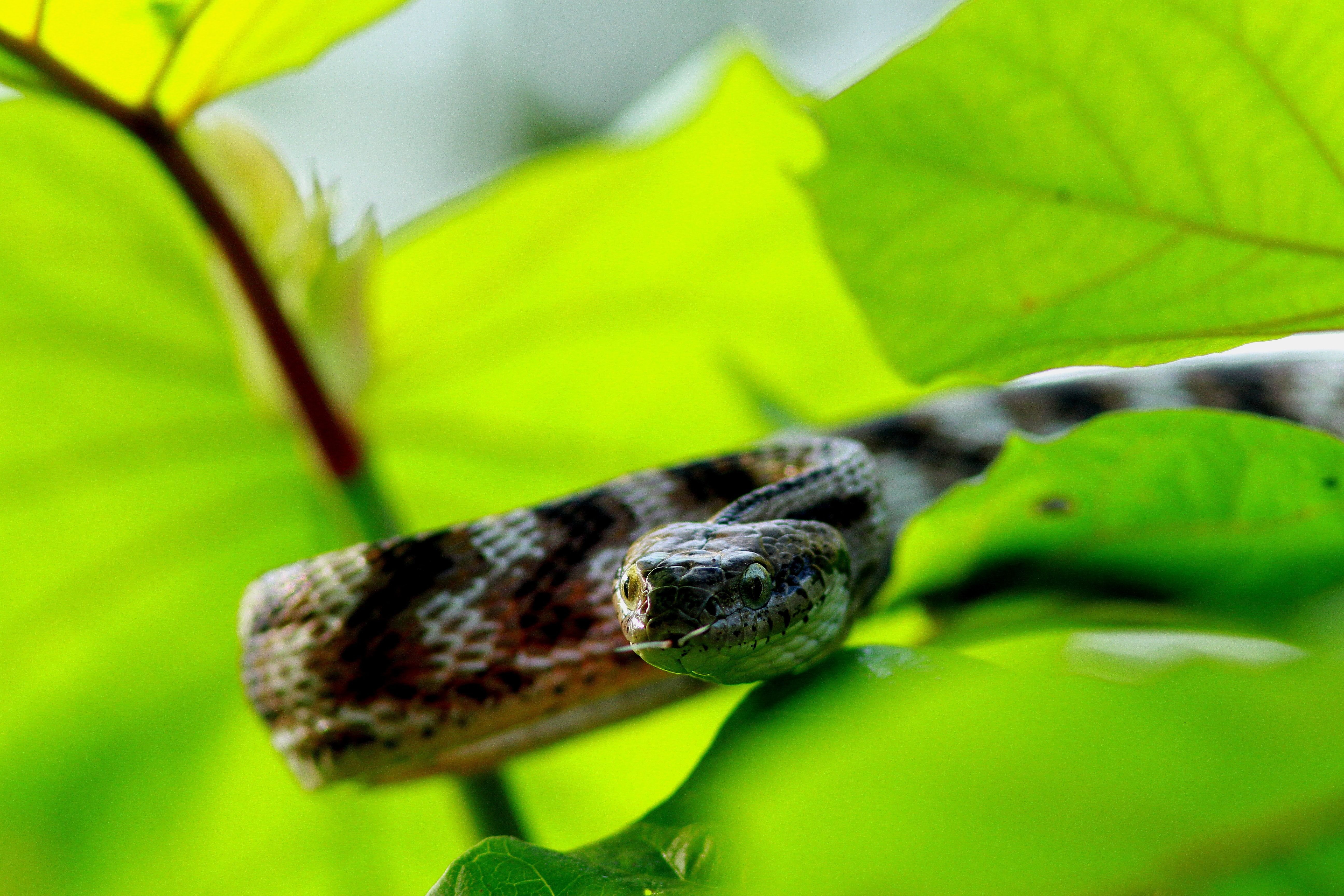 selective focus photography of snake slithering on green leaves photo