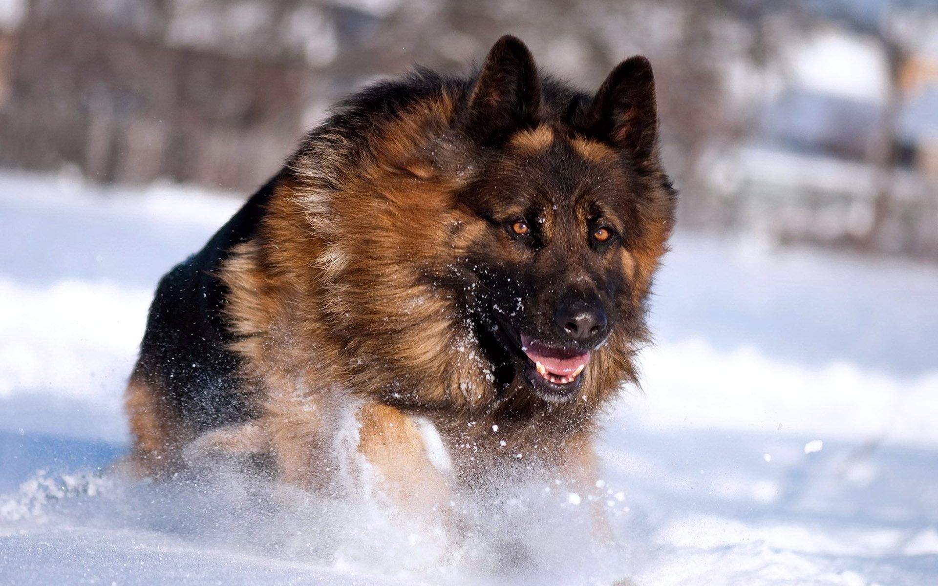 Police Dogs Wallpaper