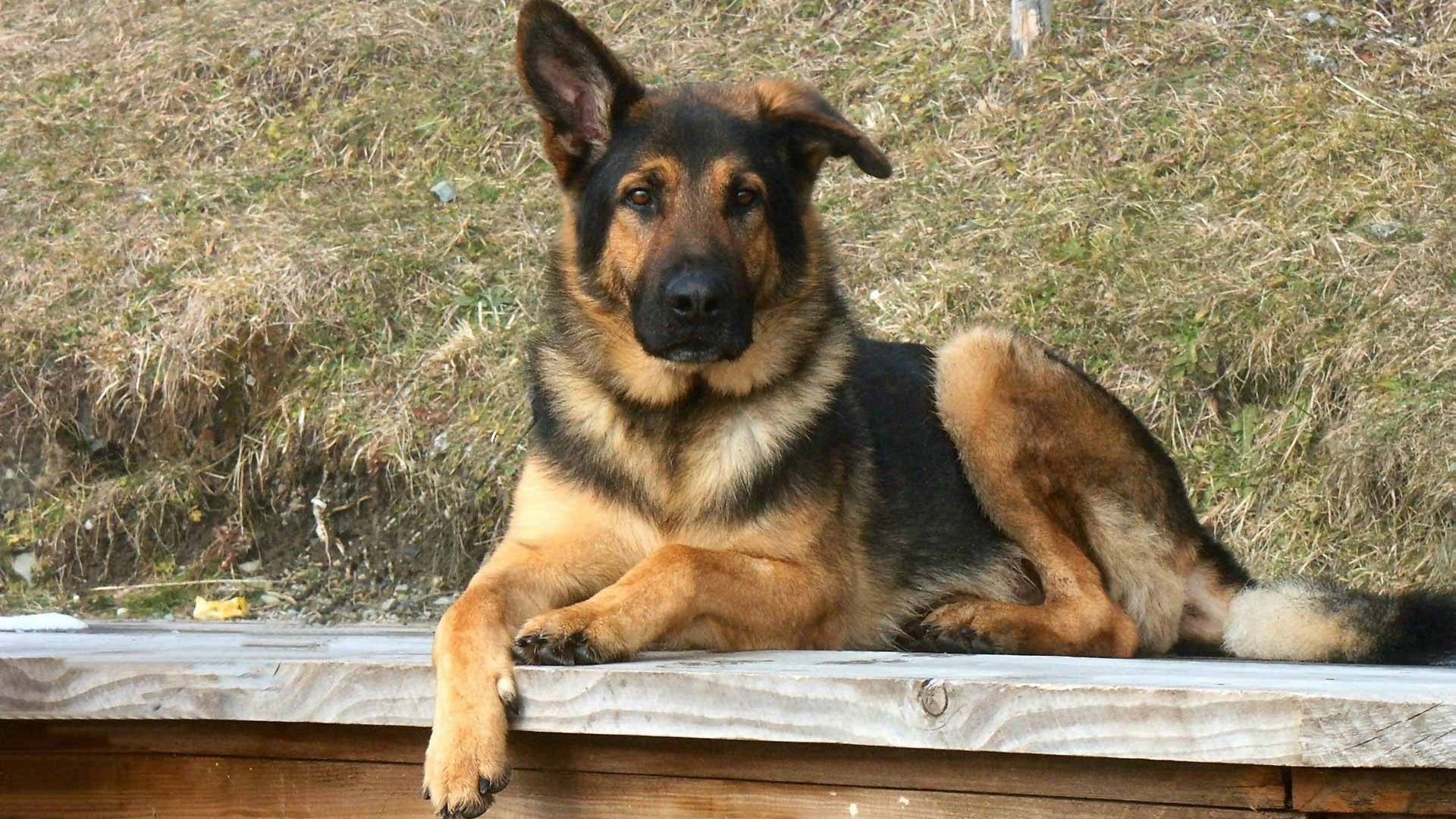 German Dog Wallpapers - Wallpaper Cave