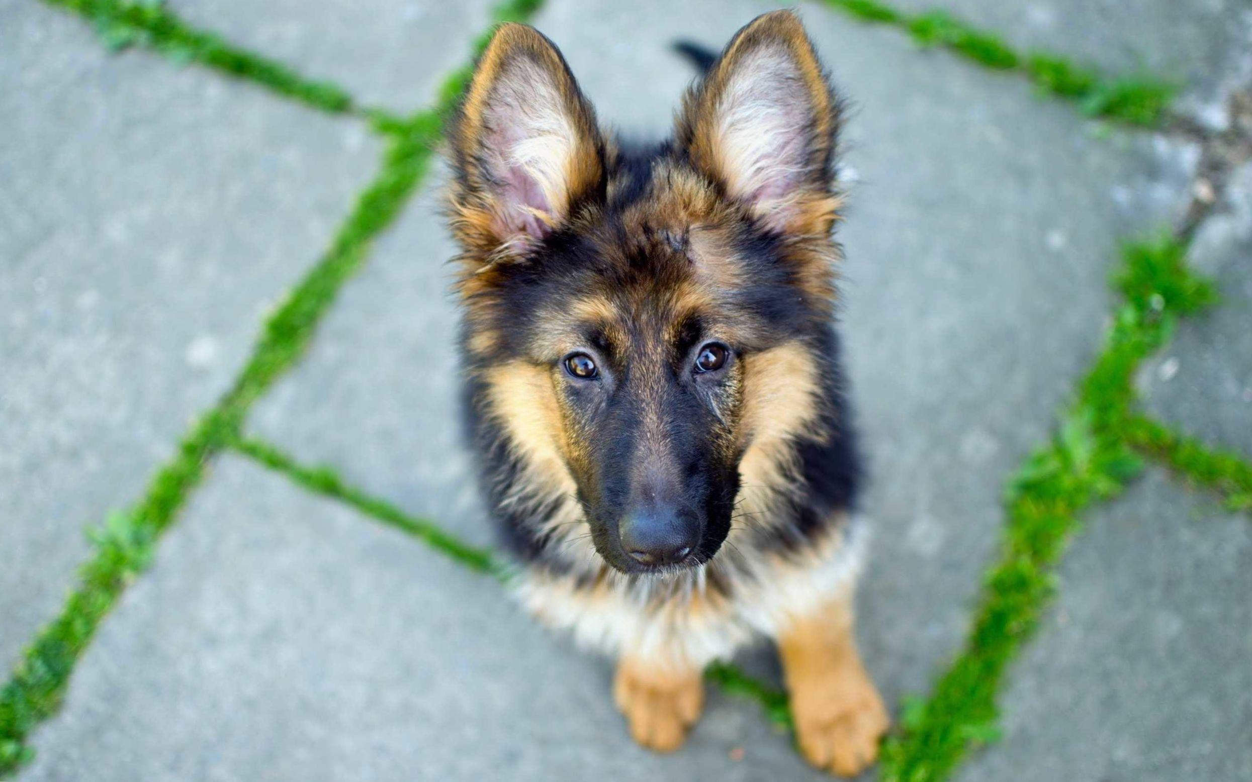 German Dog Wallpapers - Wallpaper Cave