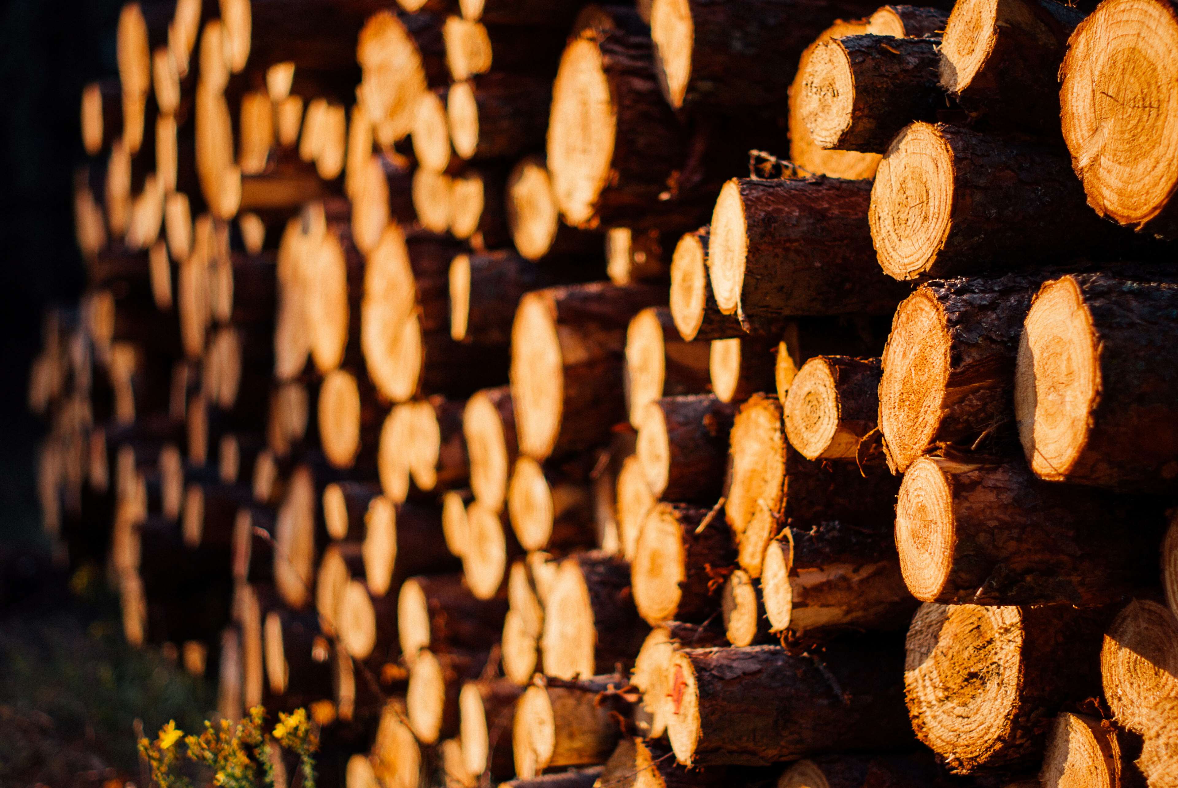 chopped wood, evening, forest, logs, stacked wood, wood 4k wallpaper. Mocah.org HD Desktop Wallpaper