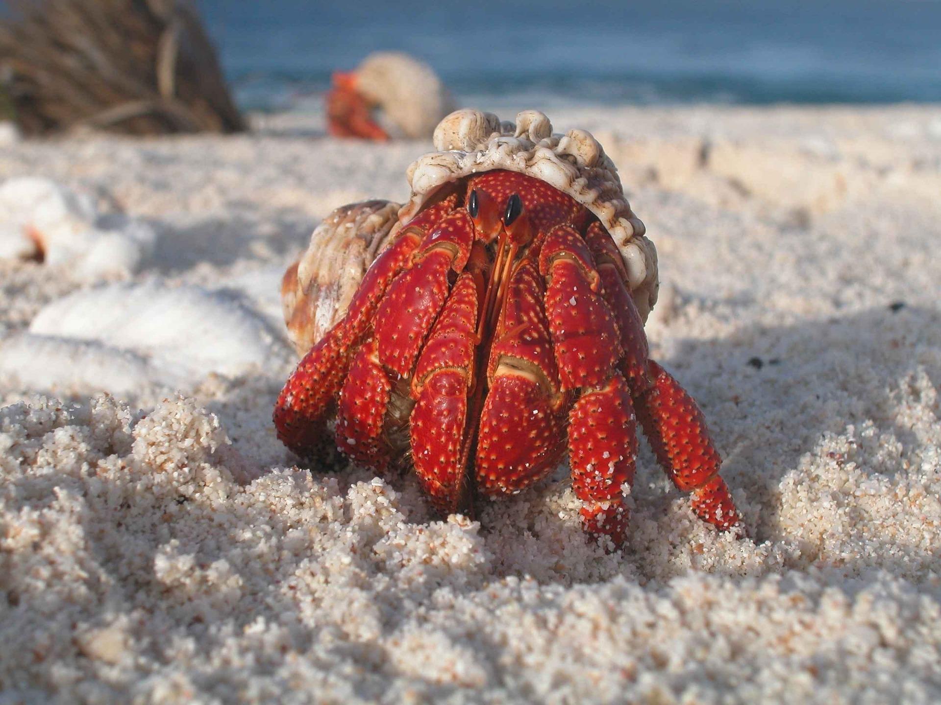 Hermit Crab Wallpaper HD for Android