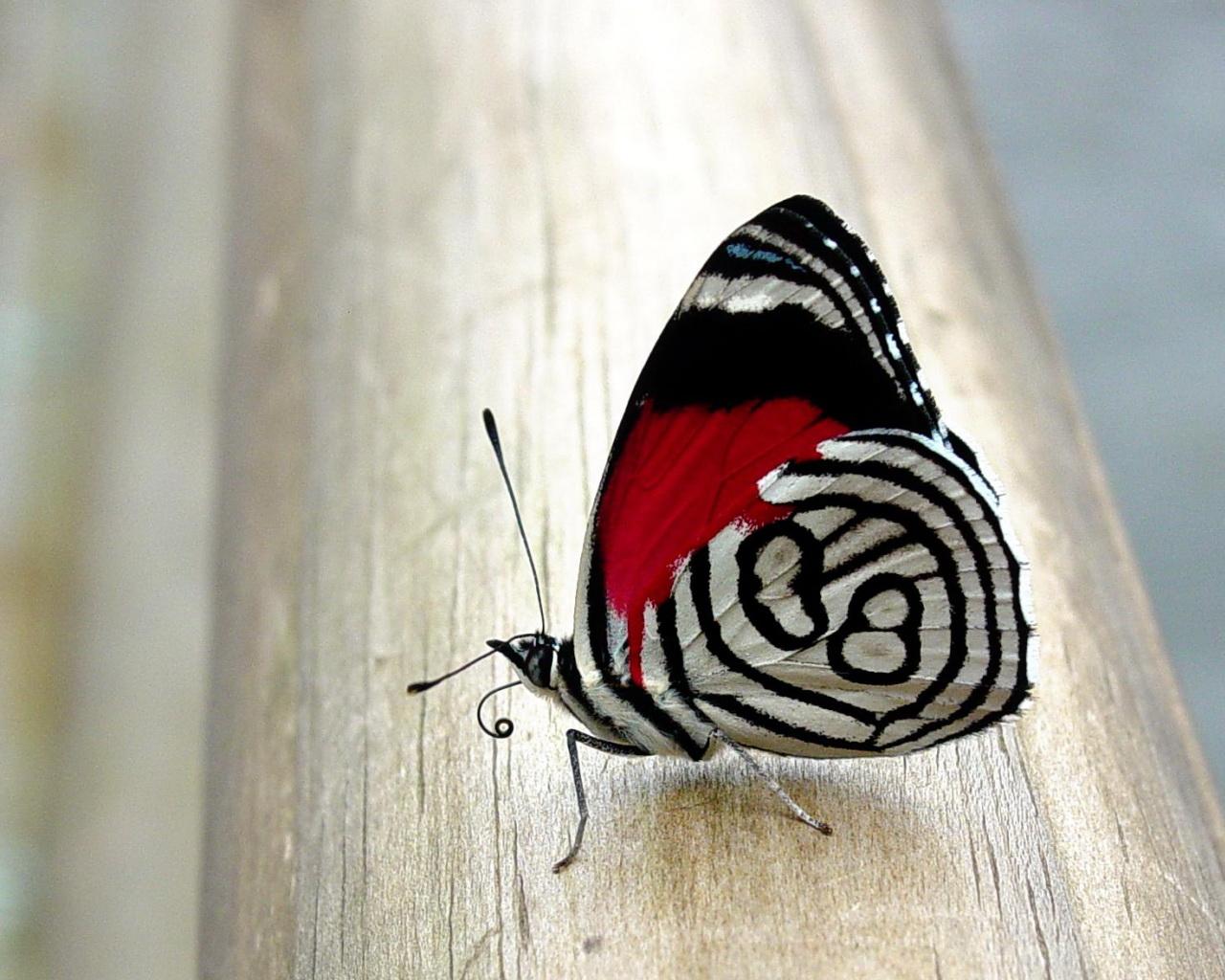 Hypnotizing Butterfly Wallpaper, Hypnotizing Butterfly Myspace Background, Hypnotizing Butterfly Background For Myspace