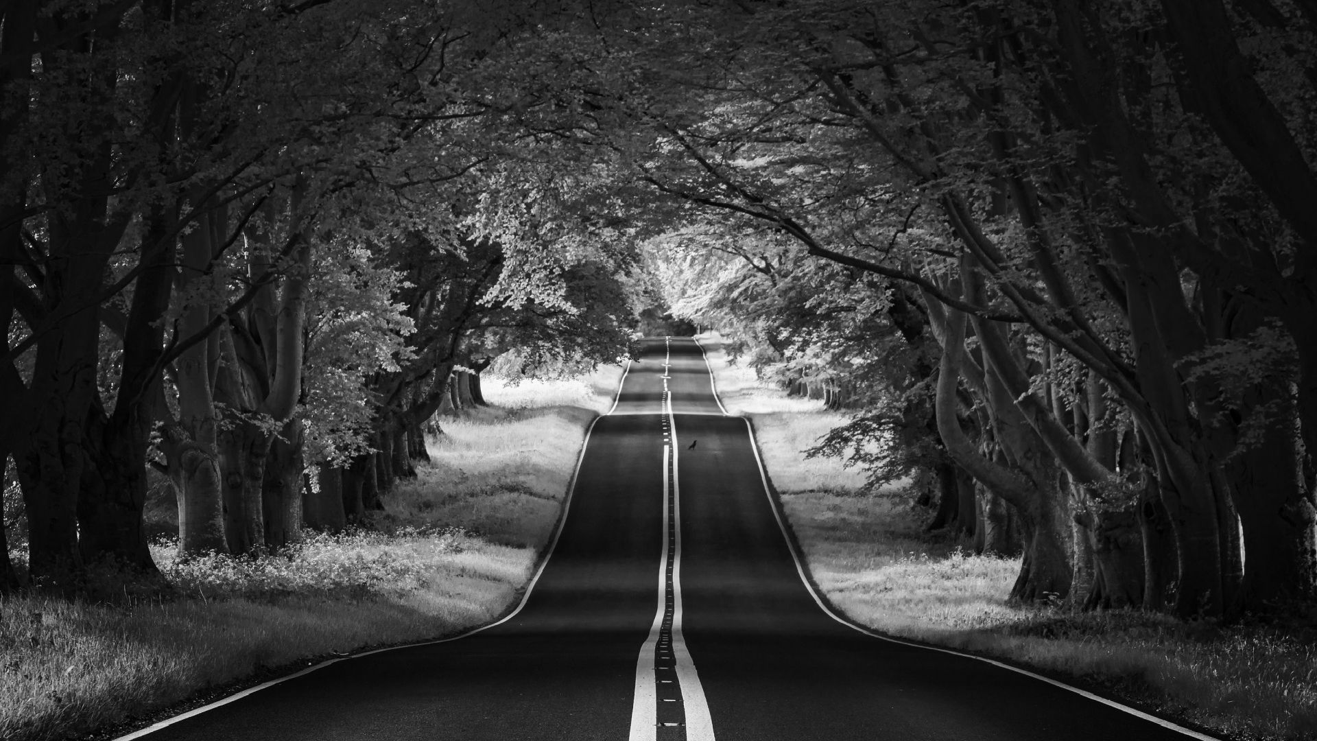 Road Landscape, Aesthetic, Black And White Download HQ Wallpaper