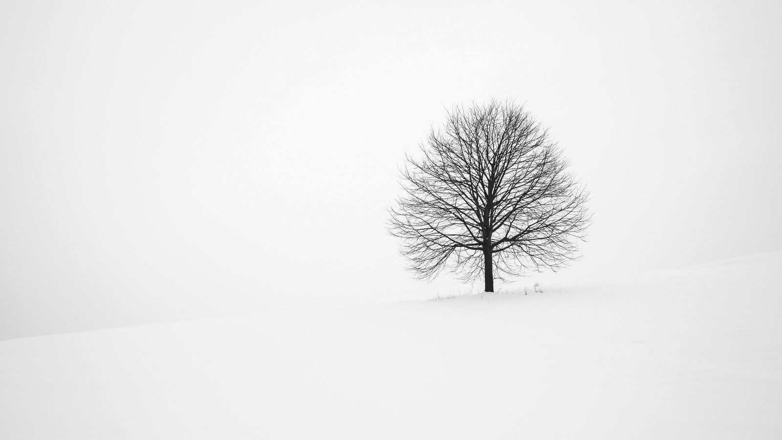 Tree Winter Snow Minimal HD Wallpaper