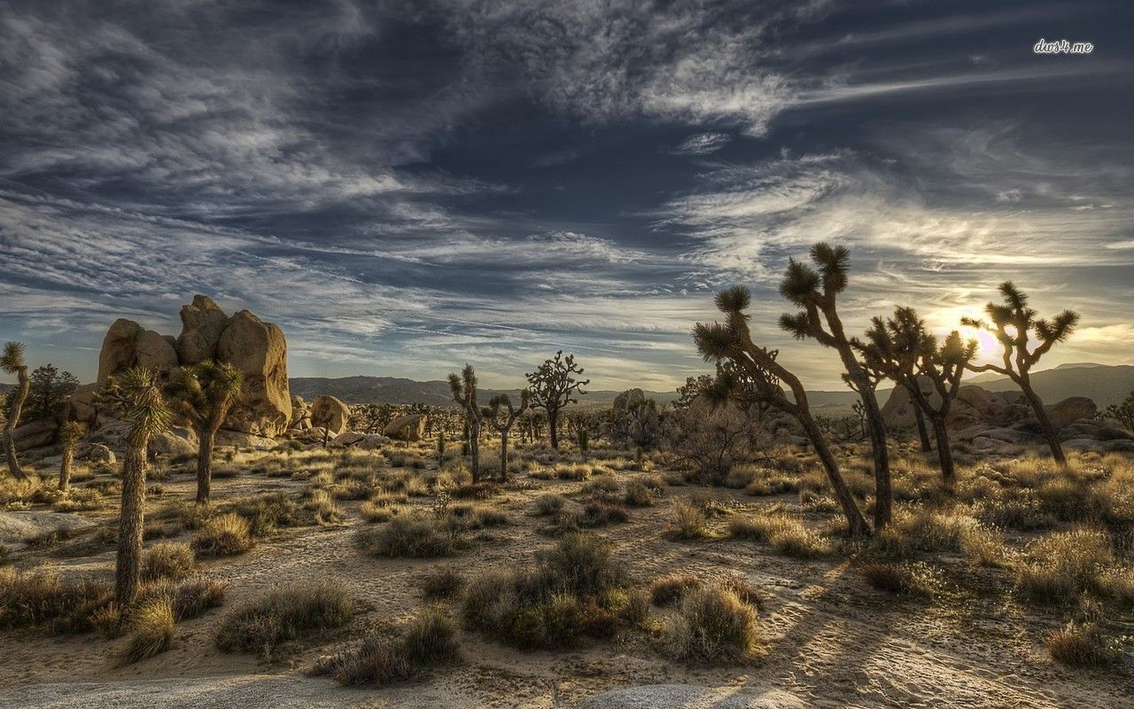 Free download Joshua Tree National Park in California wallpaper 1280x800 Joshua Tree [1280x800] for your Desktop, Mobile & Tablet. Explore Joshua Tree National Park Wallpaper. Joshua Tree National Park