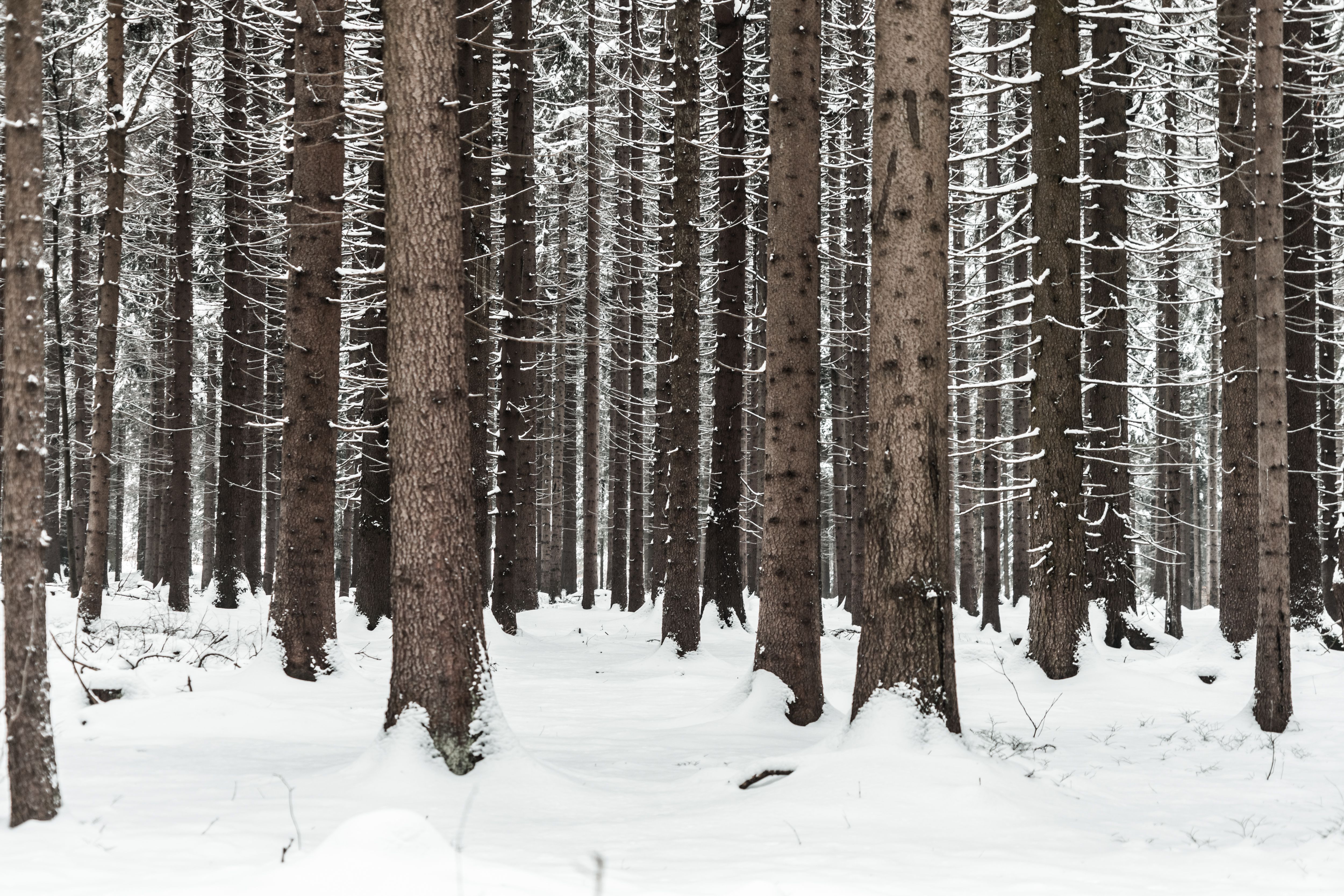 Tree Trunks in Winter Forest Snow in Woods Free