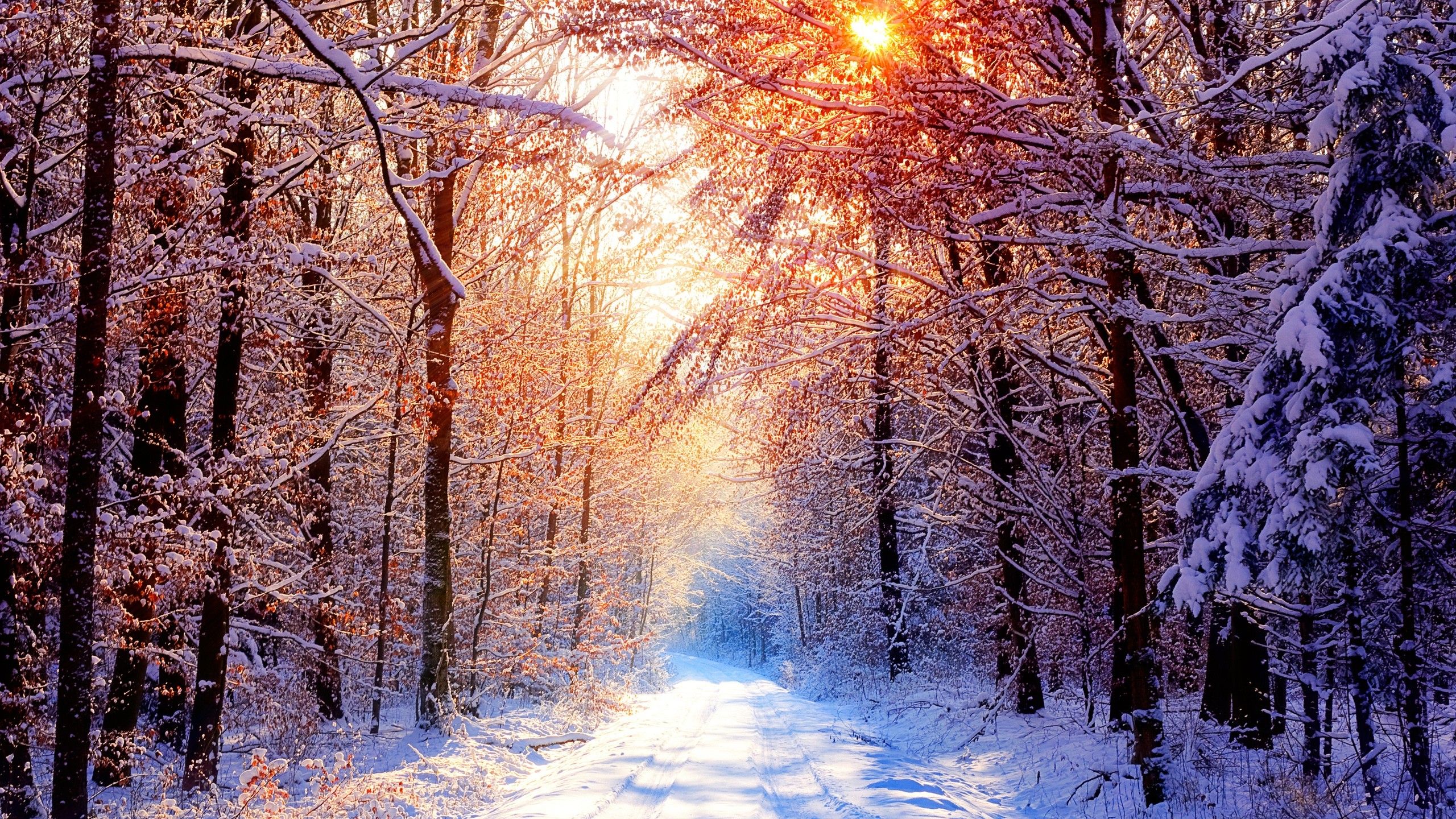 Wallpaper Winter, Morning, Snow, Trees, HD, Nature,. Wallpaper for iPhone, Android, Mobile and Desktop