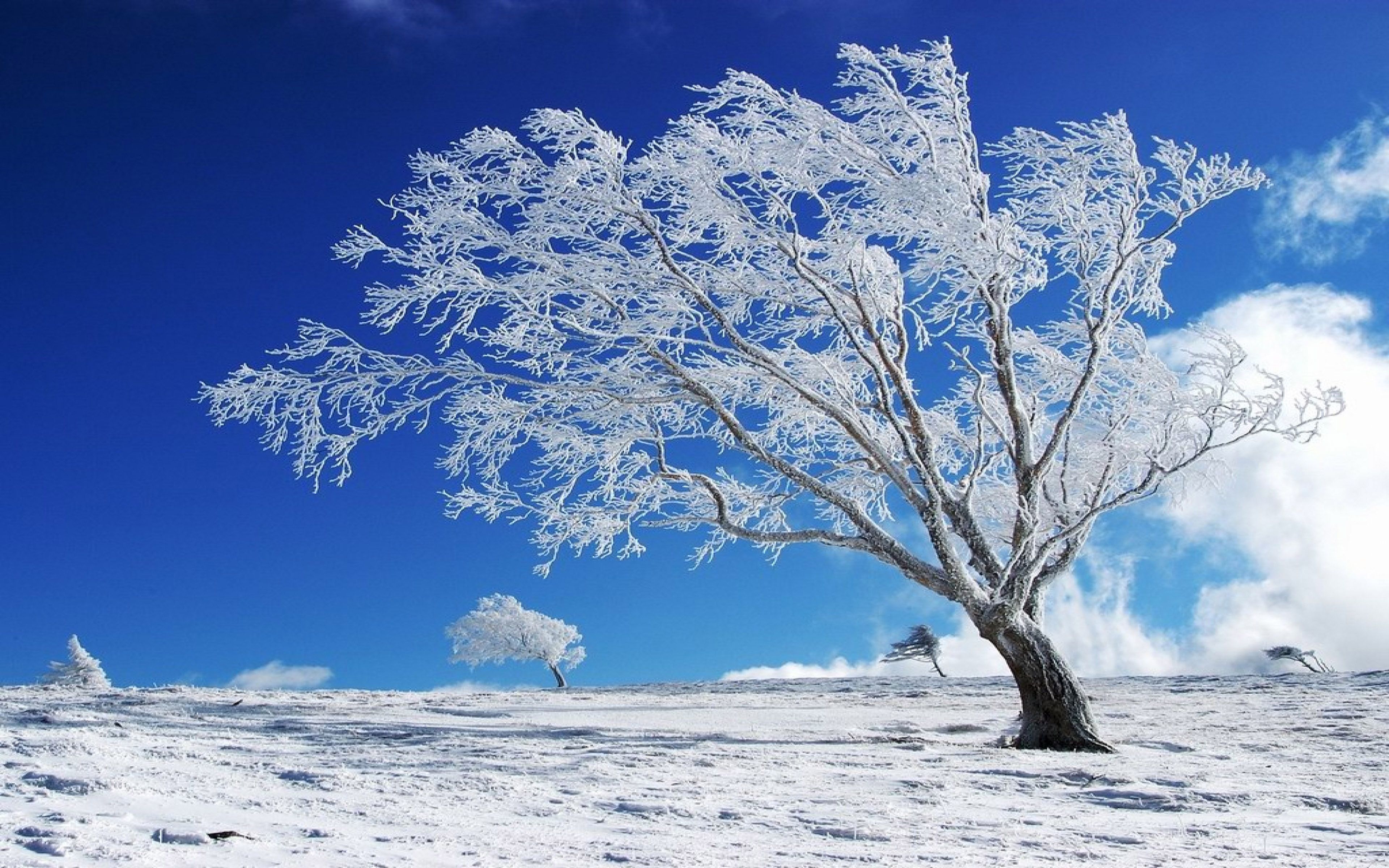 Beautiful Background Winter, Snow, Tree HD Wallpaper, Wallpaper13.com