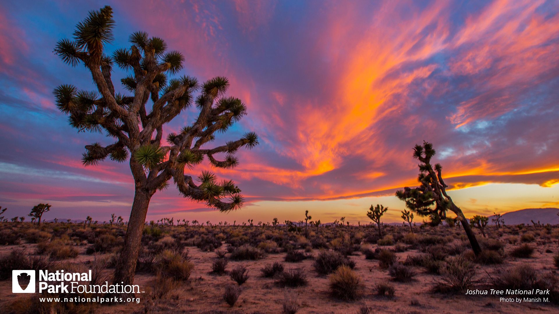 Joshua Tree National Park Wallpaper