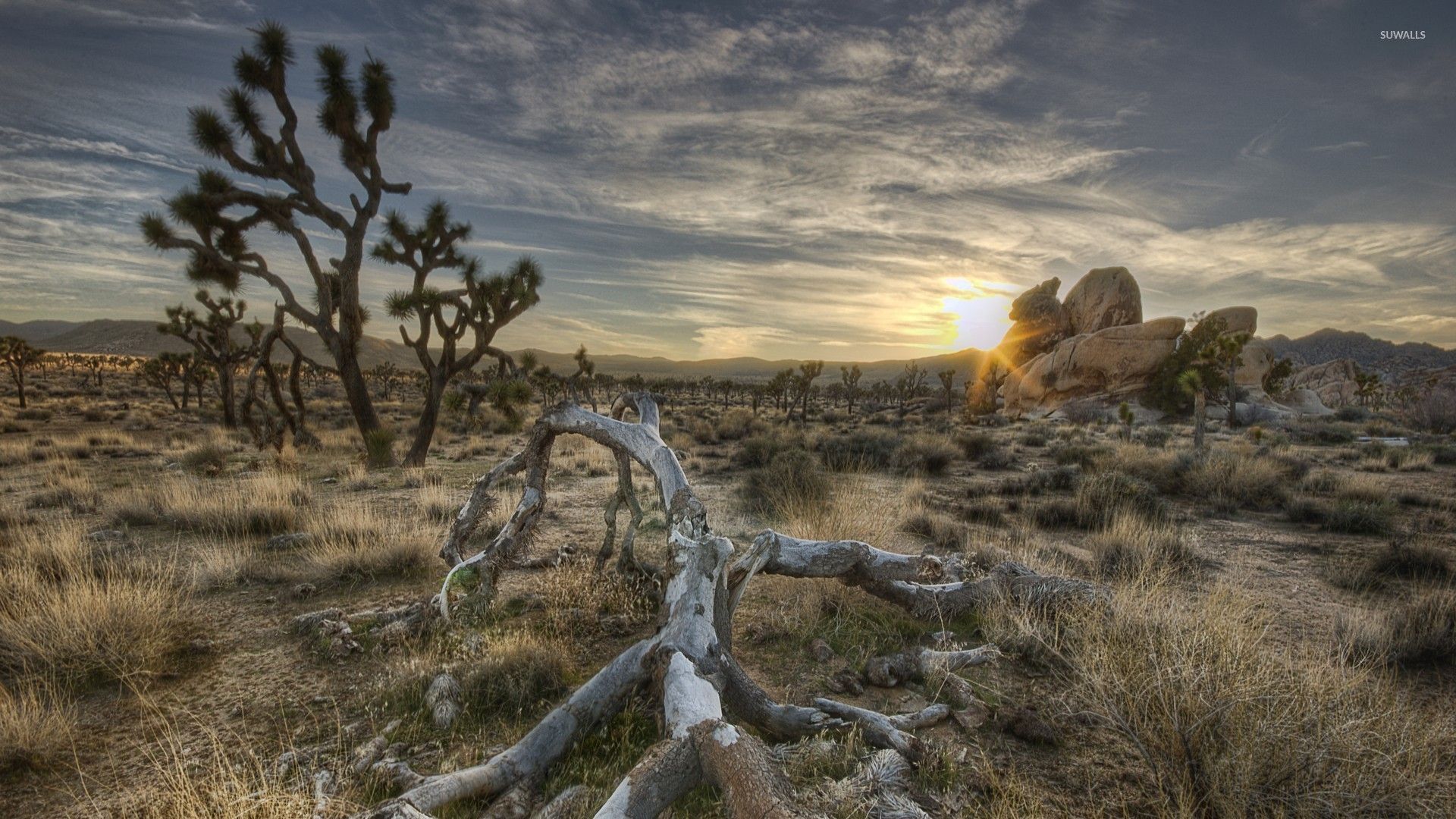 Joshua Tree National Park California Wallpapers - Wallpaper Cave