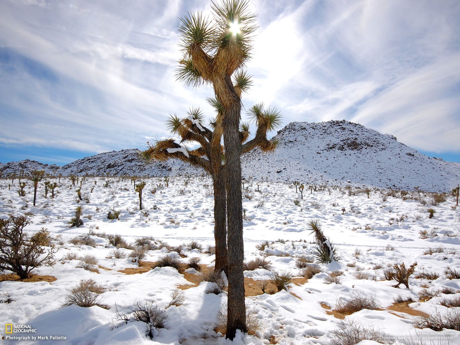 Wallpaper, Photo, Picture, Photography Geographic. Joshua tree national park, California national parks, National parks