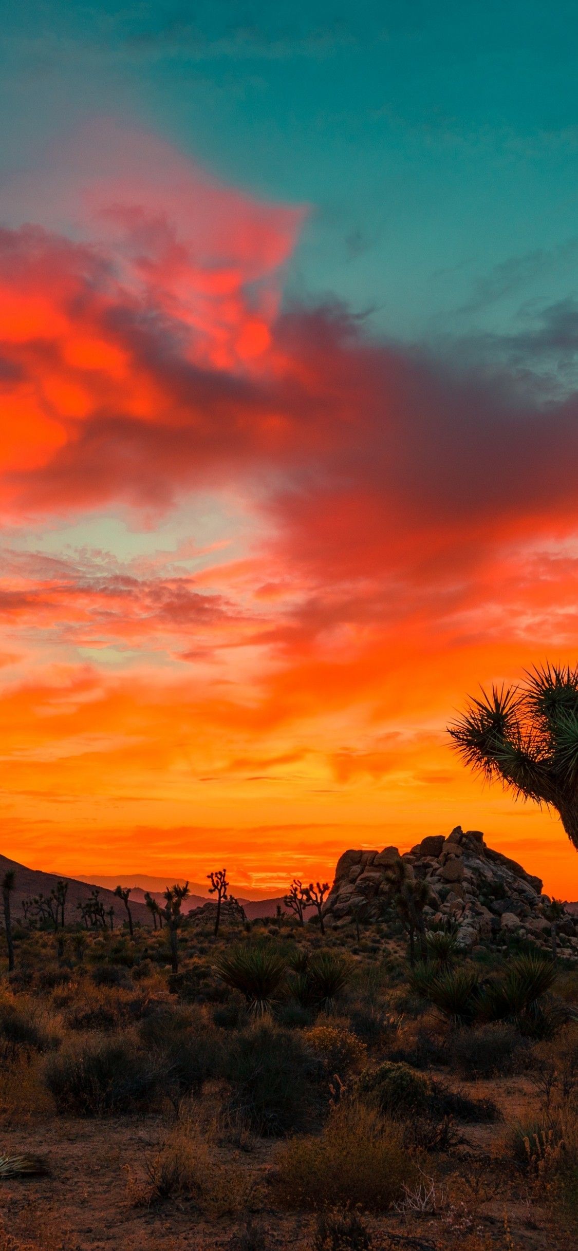 Download 1125x2436 Joshua Tree National Park, Sunset, Rocks Wallpaper for iPhone X