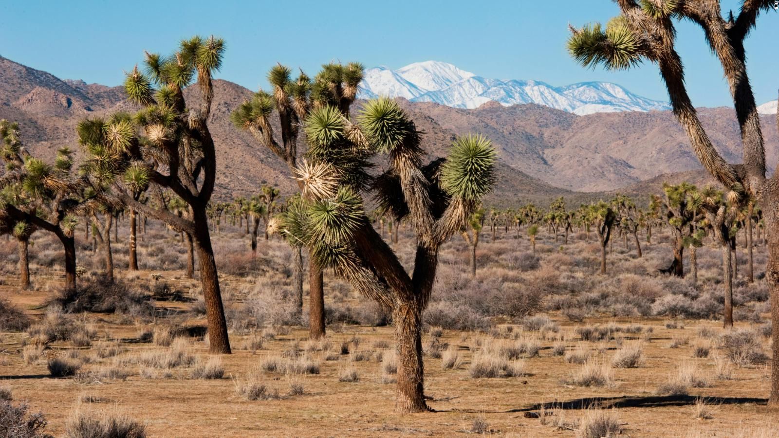 Joshua Tree National Park authorities announce the discovery of unidentified human remains
