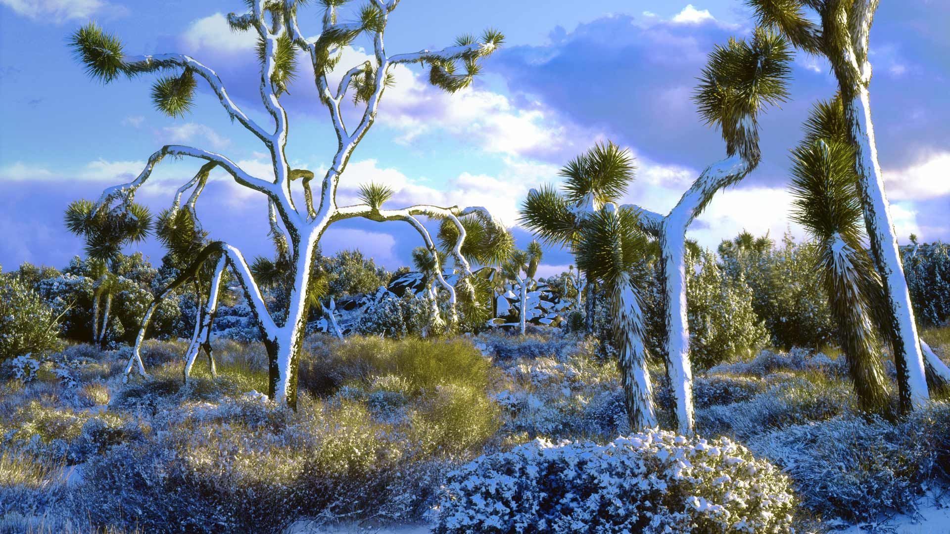 the front page of the internet. Joshua tree national park, Joshua tree, National parks