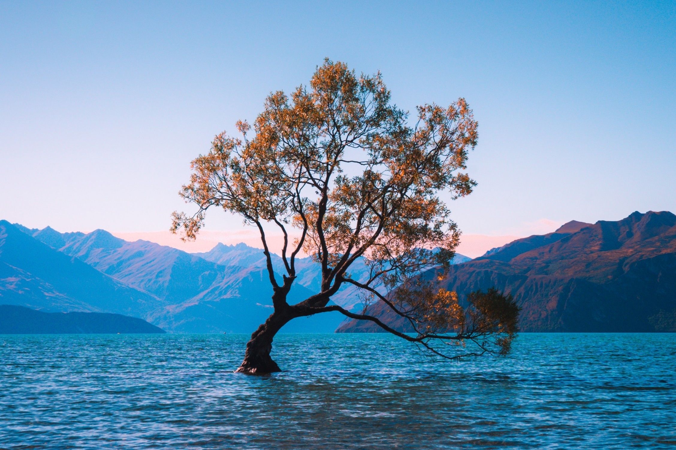 Download 2256x1504 New Zealand, Lake Wanaka, Lonely Tree Wallpaper