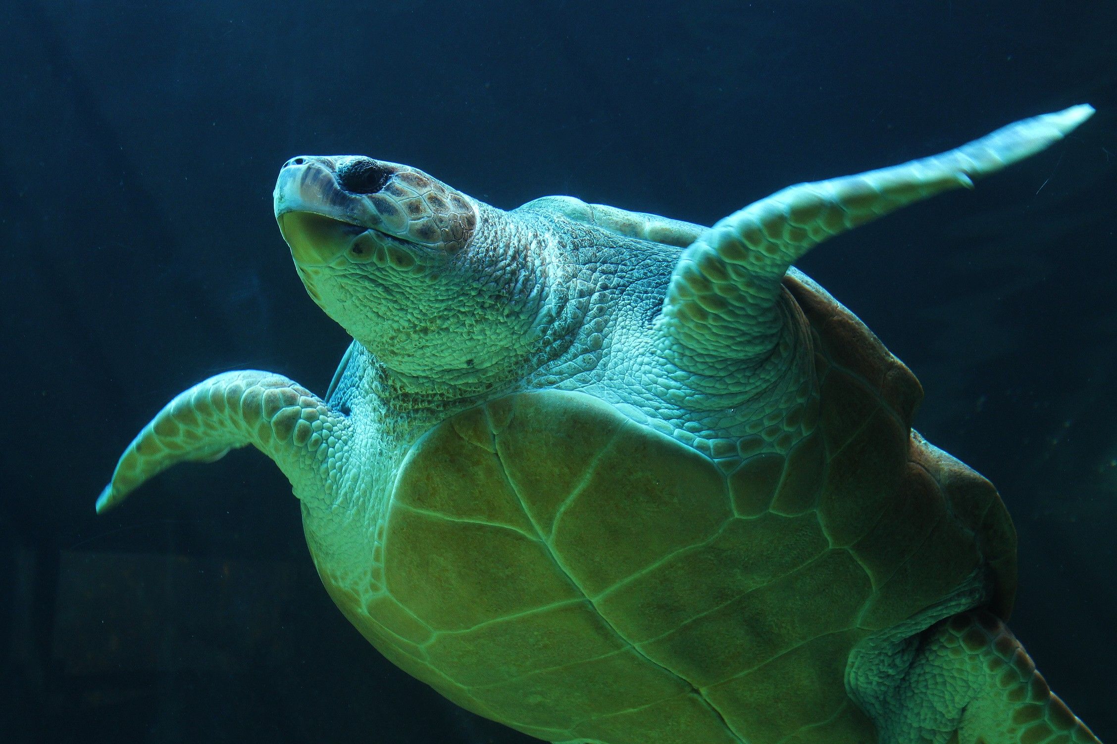 Green Sea Turtle HD Wallpaper for Desktop and Mobiles 2256x1504