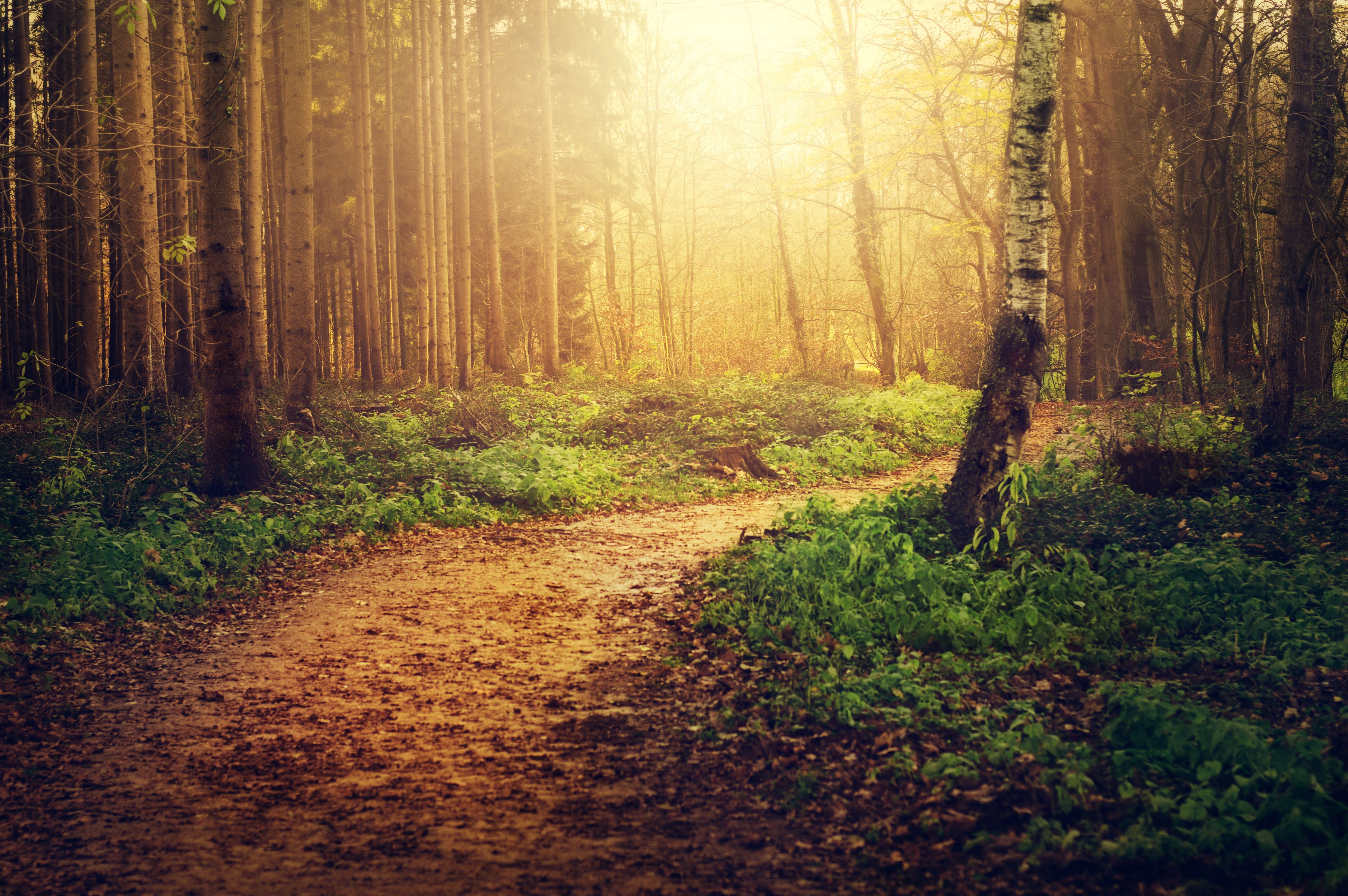 Wallpaper Forest, Path, Sunlight, Autumn, Evening, 4K, Nature,. Wallpaper for iPhone, Android, Mobile and Desktop
