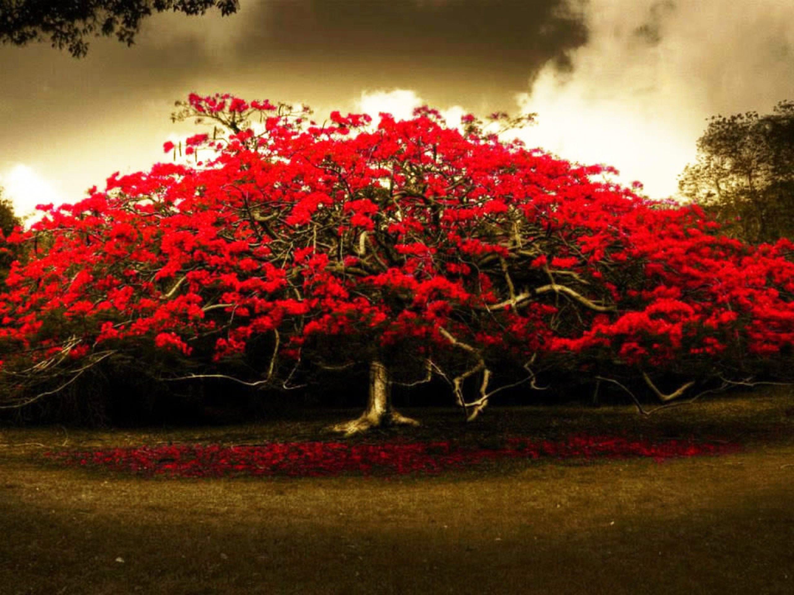 Red. Flowering trees, Tree HD wallpaper, Flower garden image