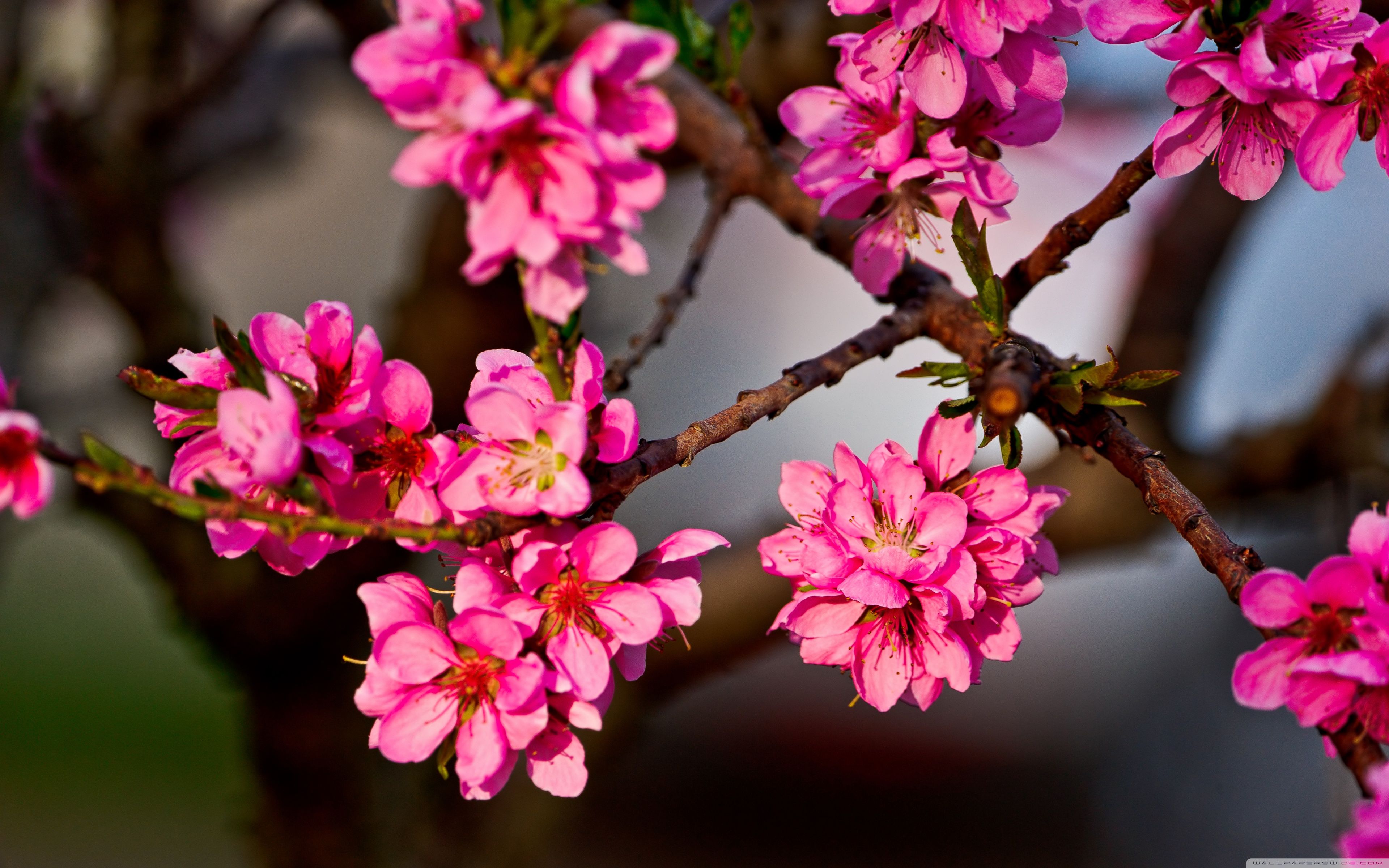 Purple Flowers On A Tree Ultra HD Desktop Background Wallpaper for 4K UHD TV, Multi Display, Dual Monitor, Tablet