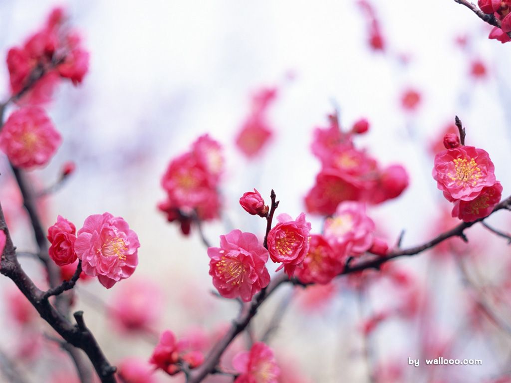 Desktop Wallpaper Flowers Flowering trees