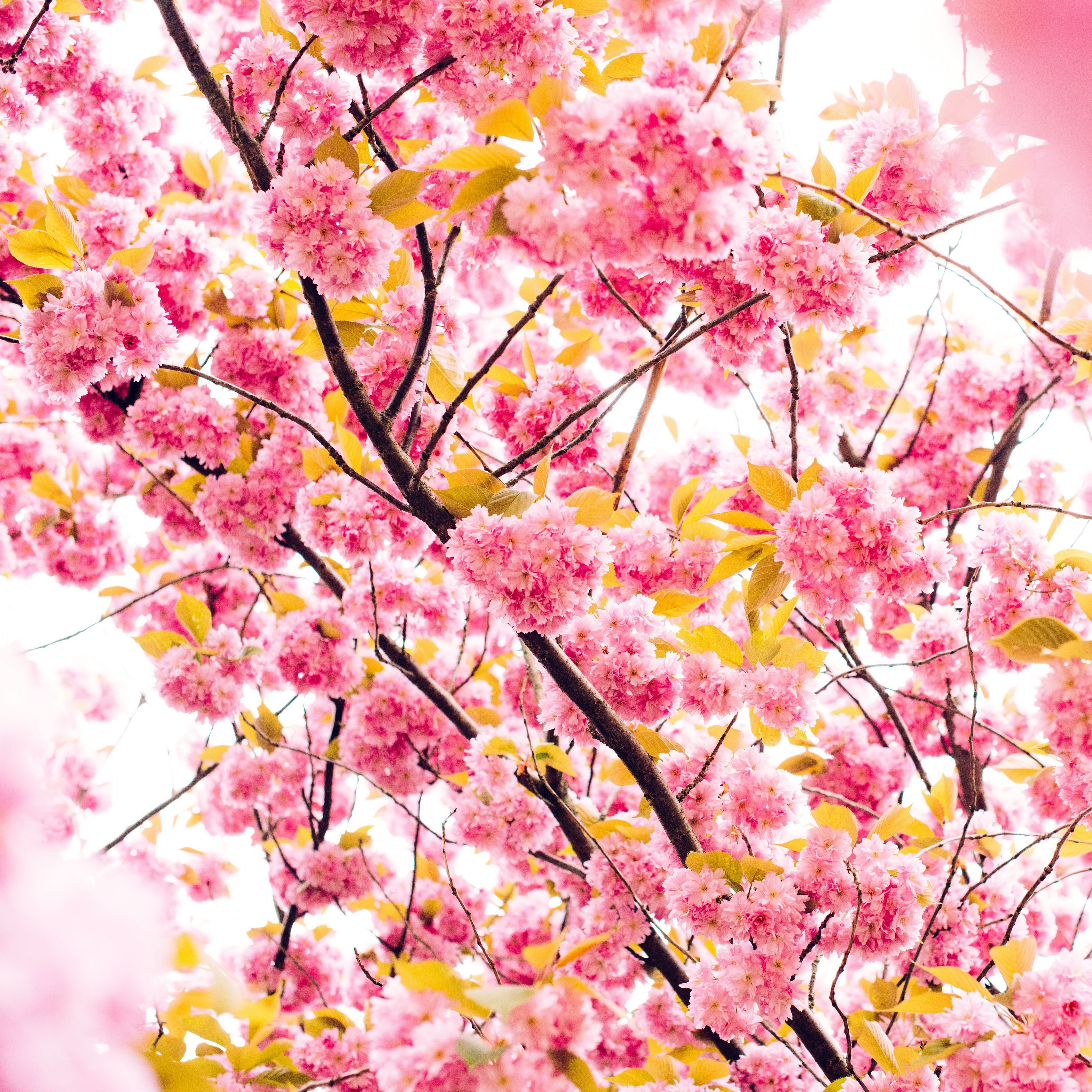 Download wallpaper 3415x3415 cherry, flowers, flowering, tree ipad pro 12.9 retina for parallax HD background