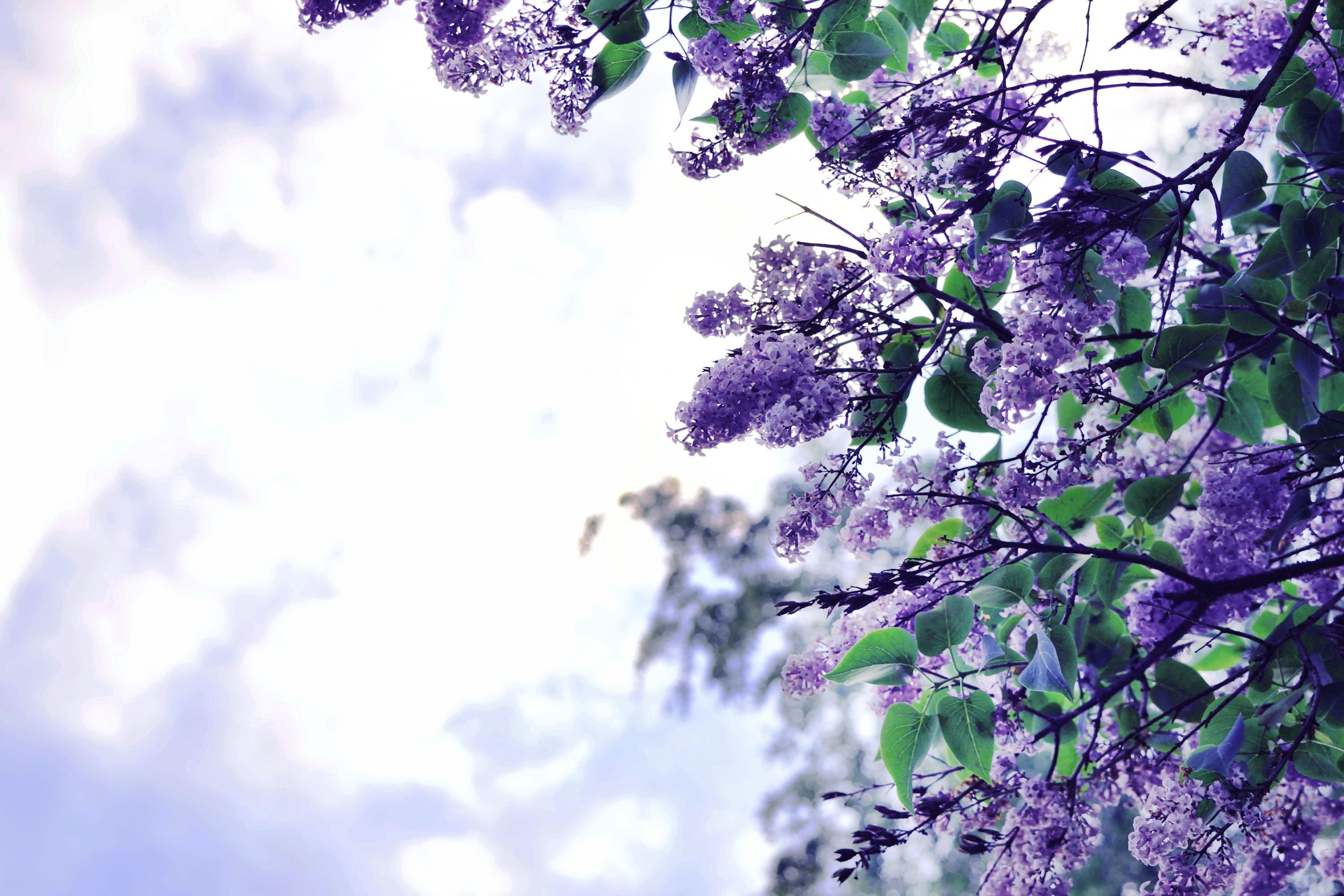Lilac Flowers Tree, HD Flowers, 4k Wallpaper, Image, Background, Photo and Picture