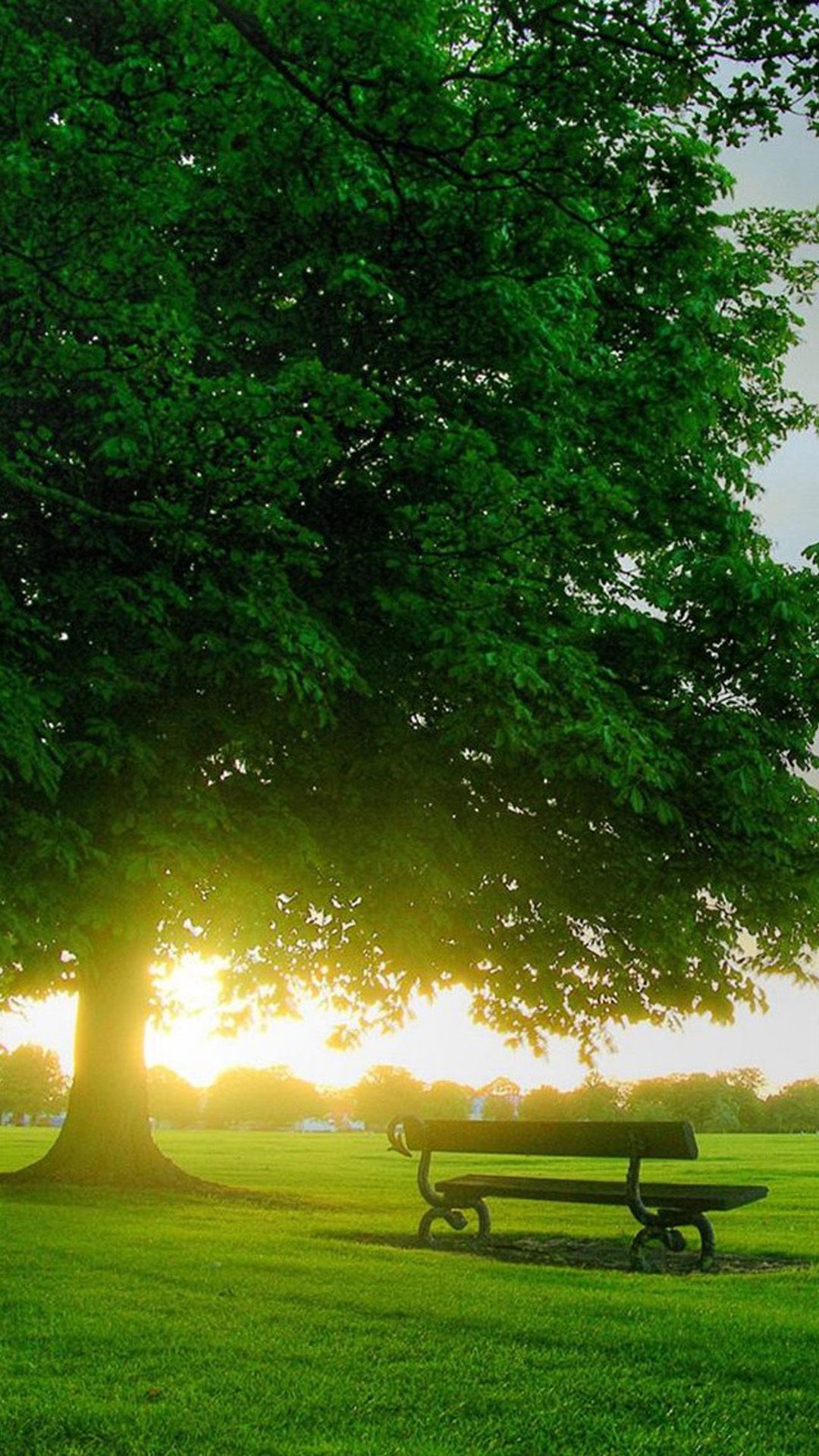 Sunshine Bench Under Big Tree iPhone 8 Wallpaper Free Download