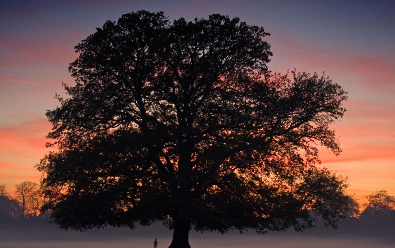 Awesome Big Tree Sunset Fog wallpaper. Awesome Big Tree Sunset Fog