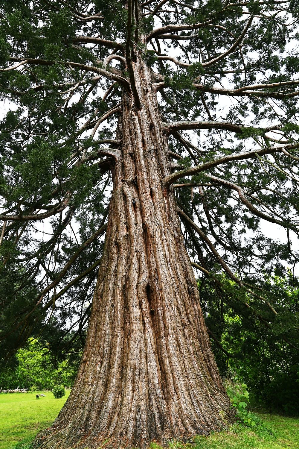 Big Tree Picture [HD]. Download Free Image
