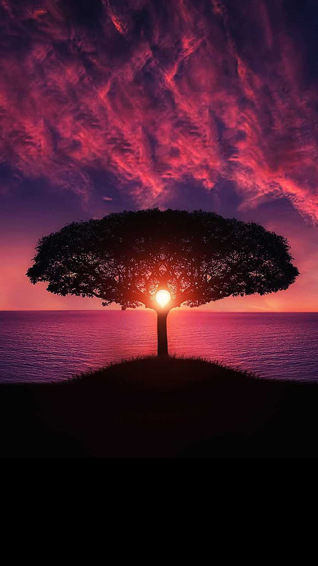 Sunset and big tree