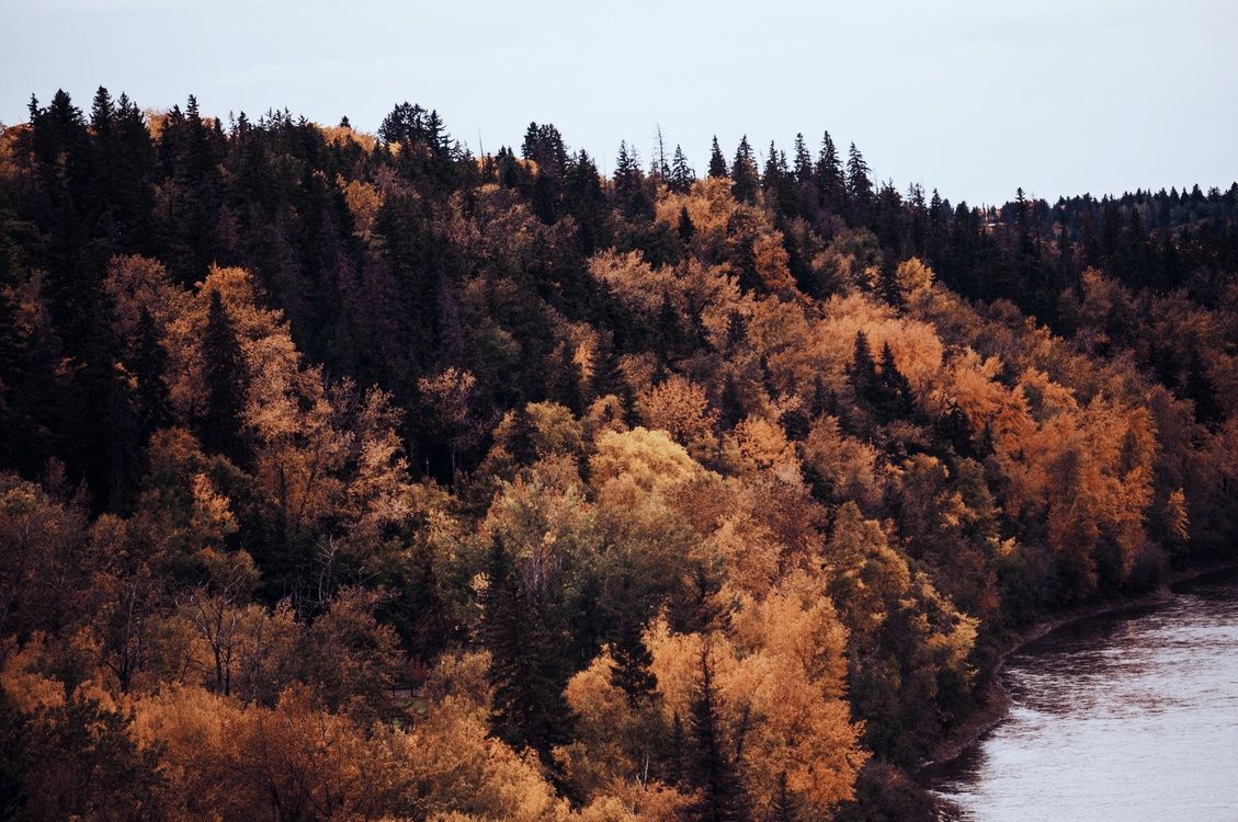 Wilderness, Autumn, Biome Background Free Photo / Illustration