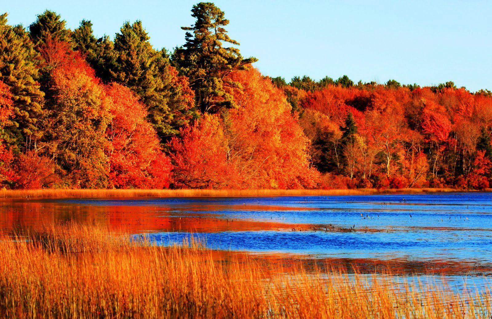 Autumn Lake Water Trees Fall Leaves Colors wallpaper. Autumn lake, Autumn leaf color, Lake water