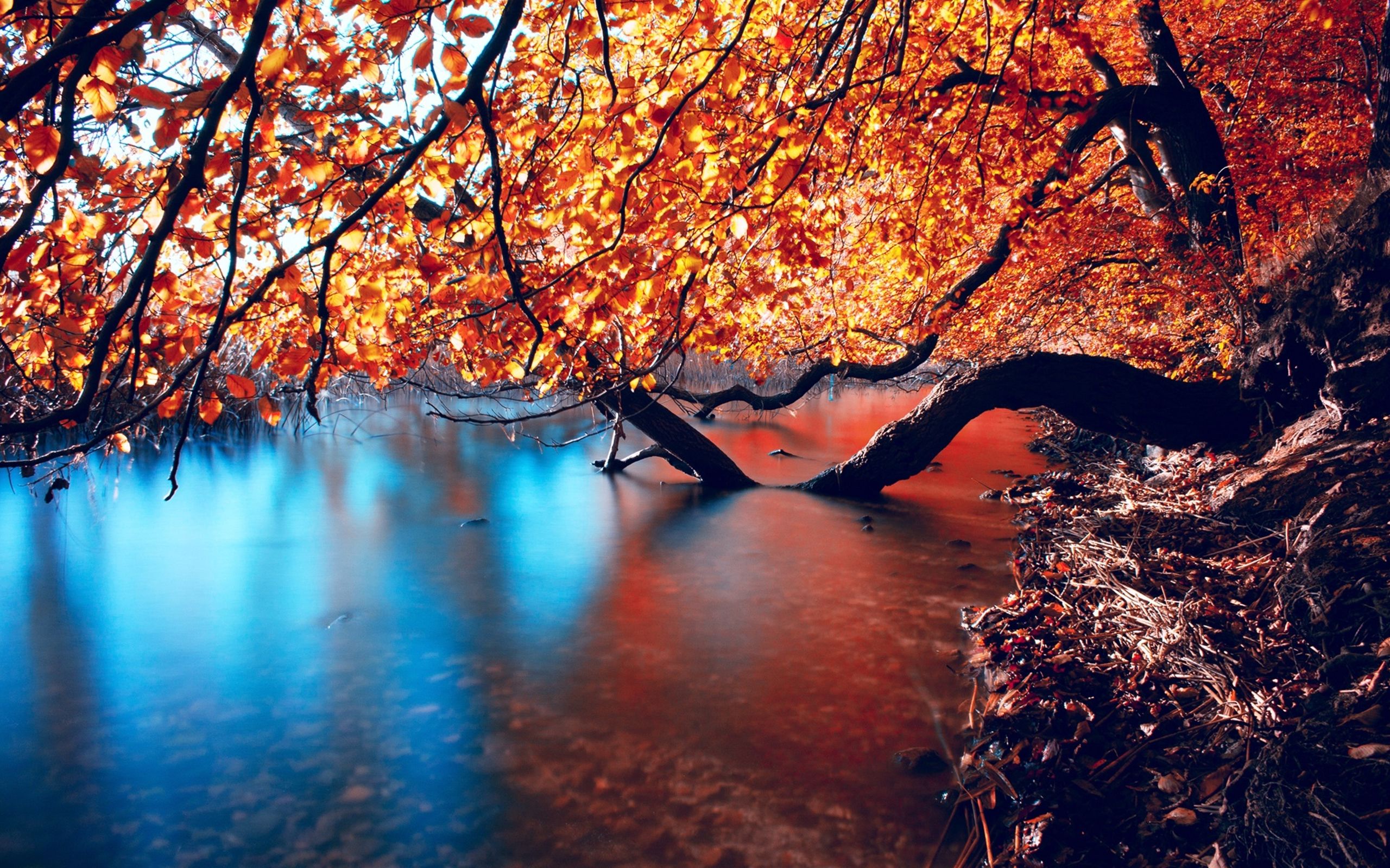 Hd Wallpaper With Branches In Autumn Colors In The Water, Wallpaper13.com