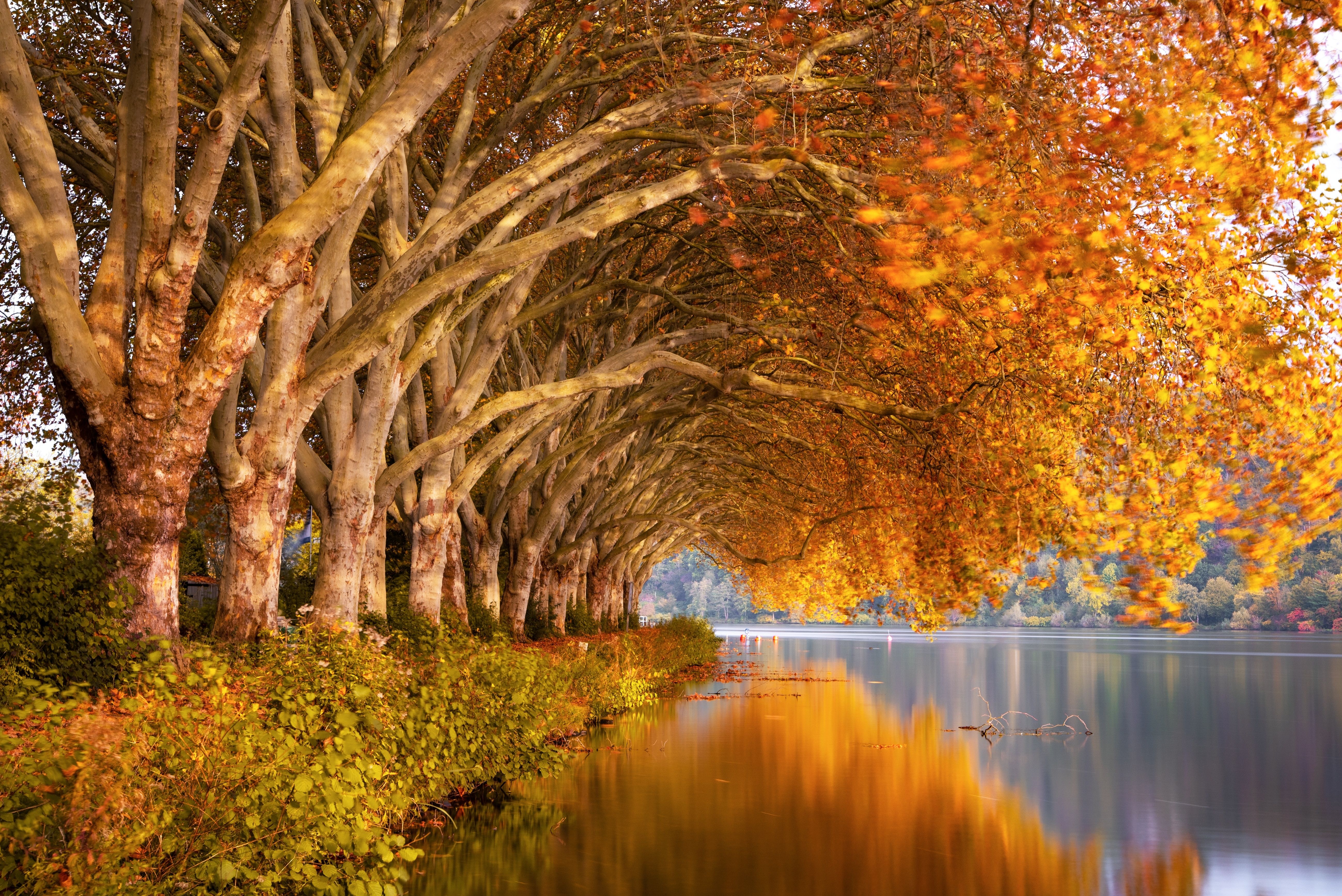 Autumn Trees Orange Lake 5k 1366x768 Resolution HD 4k Wallpaper, Image, Background, Photo and Picture