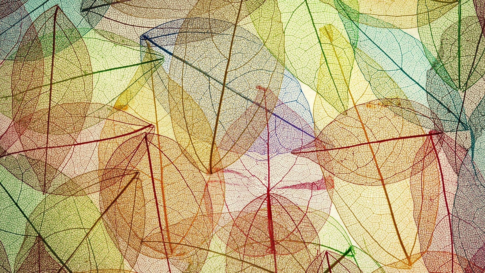colorful, Minimalism, Leaves, Fall, Transparency, Simple Background, Pattern Wallpaper HD / Desktop and Mobile Background