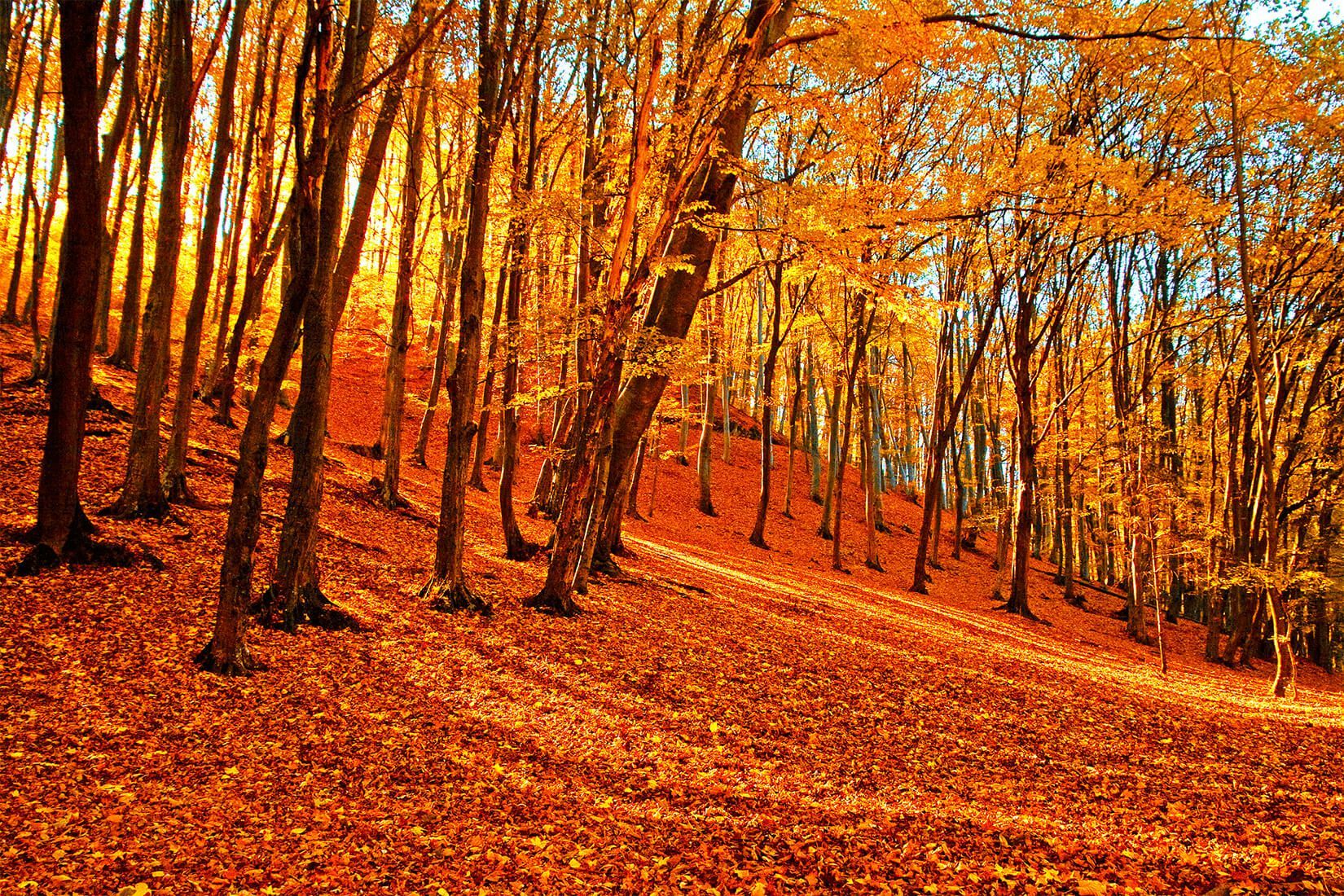 Autumn Forest Wallpaper Mural. Murals Wallpaper. Forest wallpaper, Autumn forest, Desktop wallpaper fall