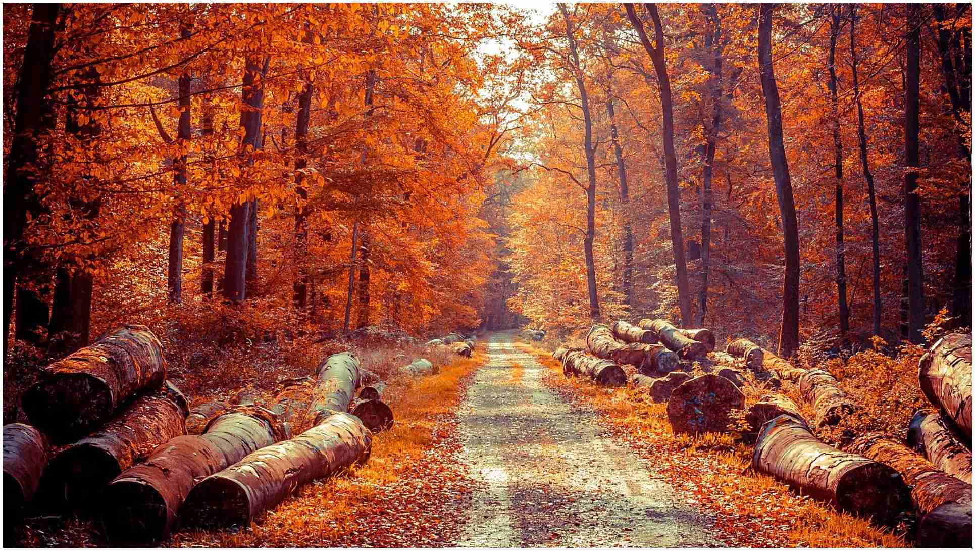 Autumn forest wallpaper download free Wallpaper Wise