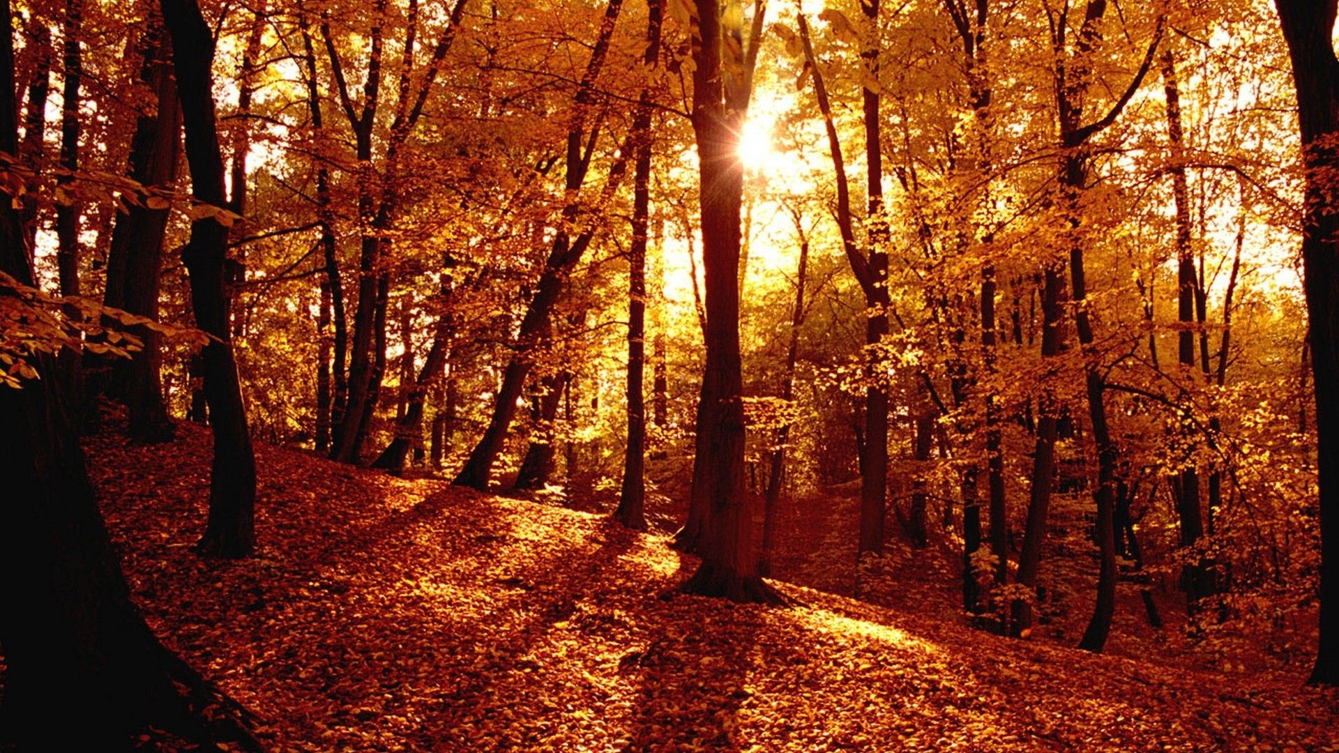 Free download Autumn Forest Wallpaper for Desktop [1920x1080] for your Desktop, Mobile & Tablet. Explore Autumn Forest Wallpaper. Fall Forest Wallpaper, Free Desktop Wallpaper Autumn Scenery, Fall Scenery Wallpaper Desktop