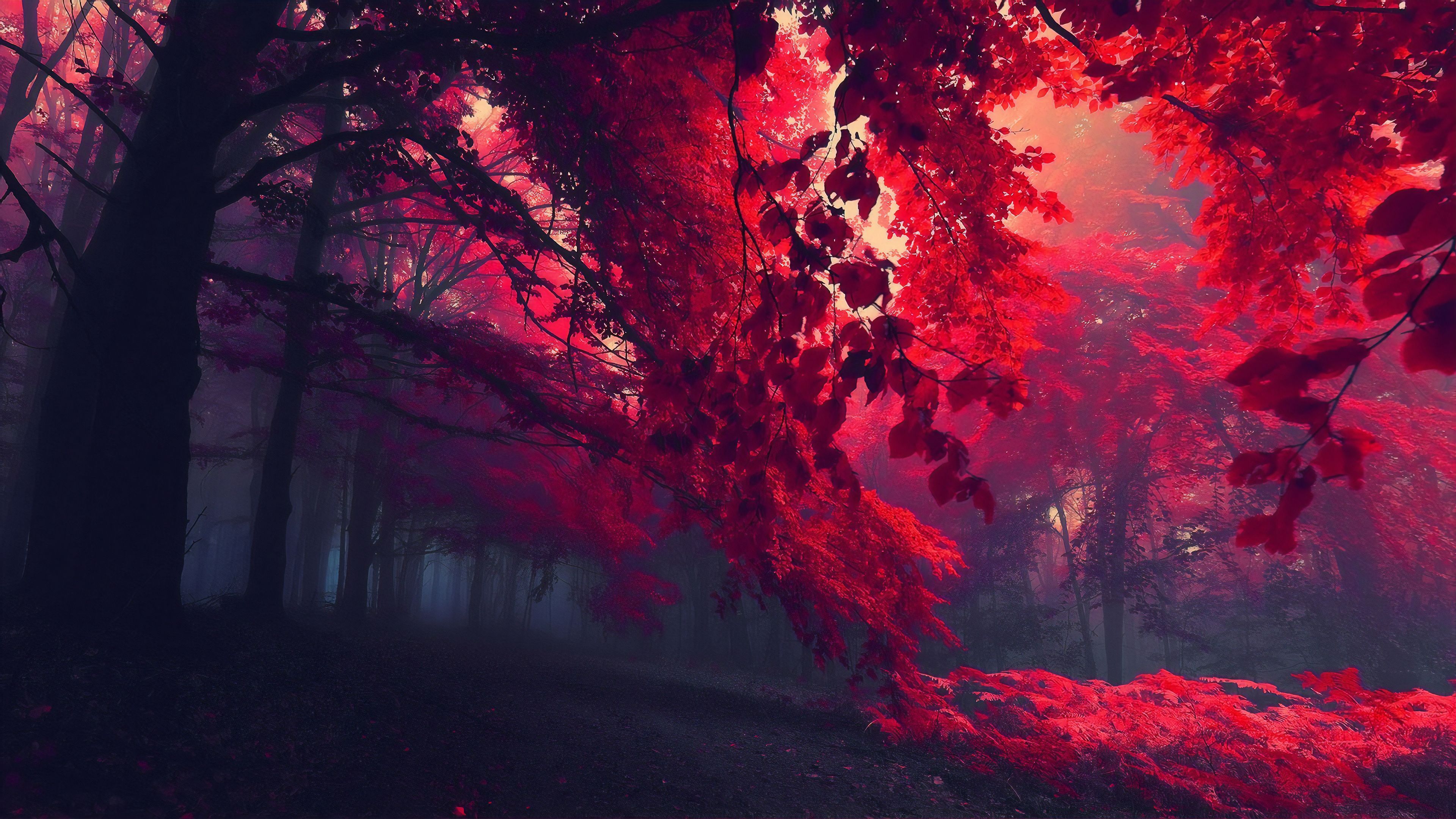 Dark Red Autumn Forest, HD Nature, 4k Wallpaper, Image, Background, Photo and Picture