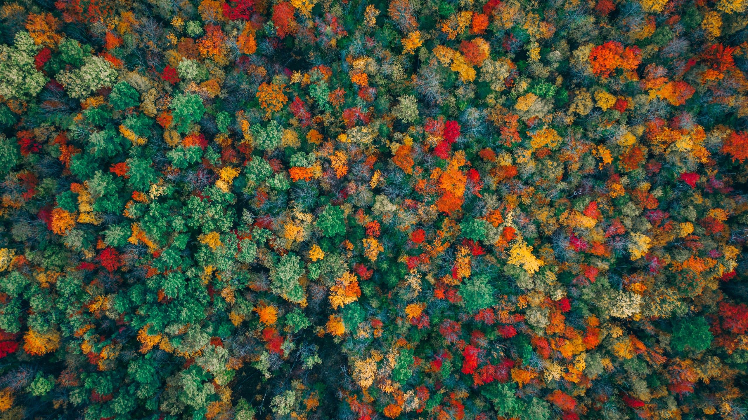 Wallpaper Autumn forest, Aerial view, Colorful, 4K, Nature,. Wallpaper for iPhone, Android, Mobile and Desktop